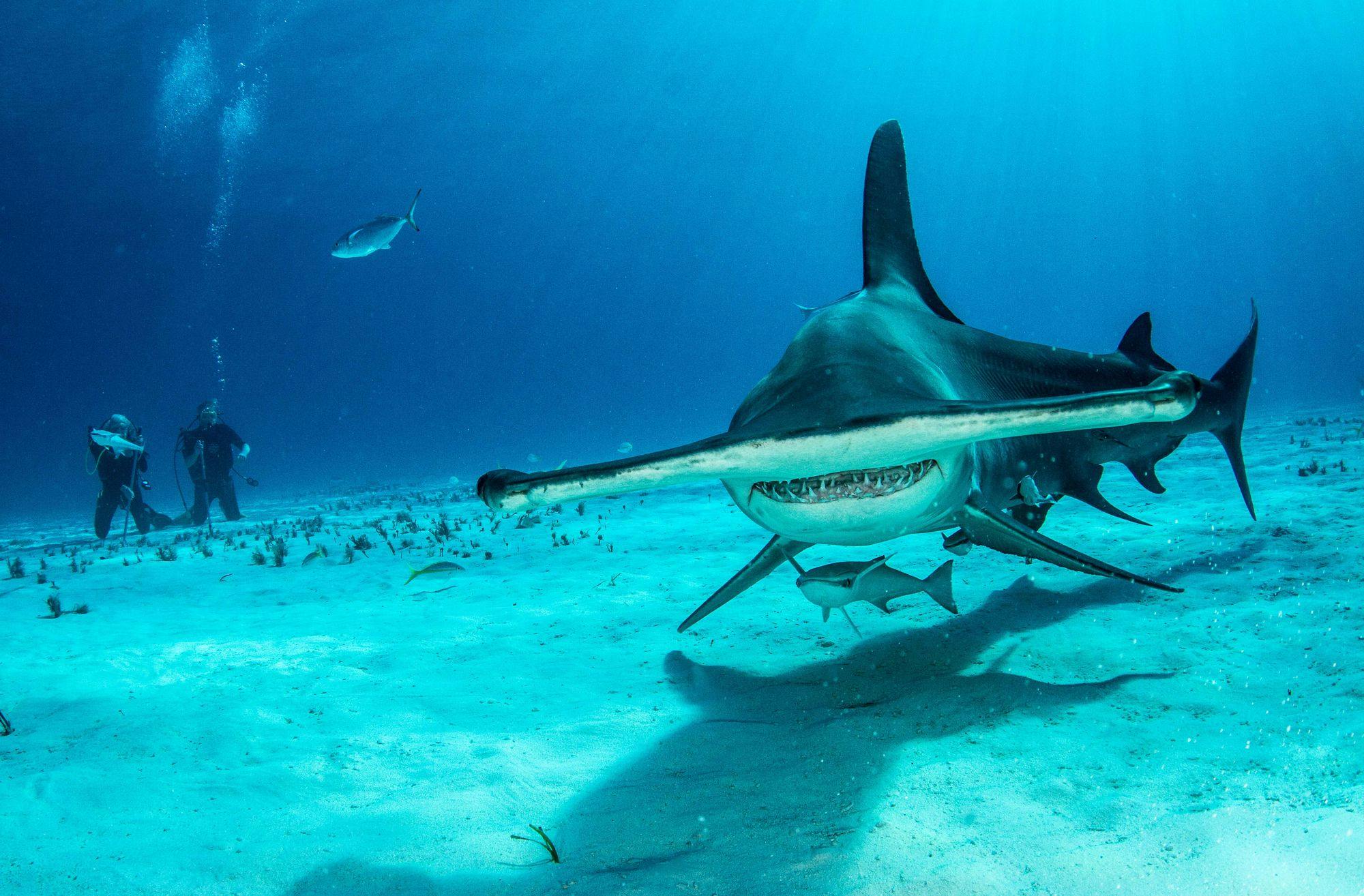 Shark Diving in The Bahamas