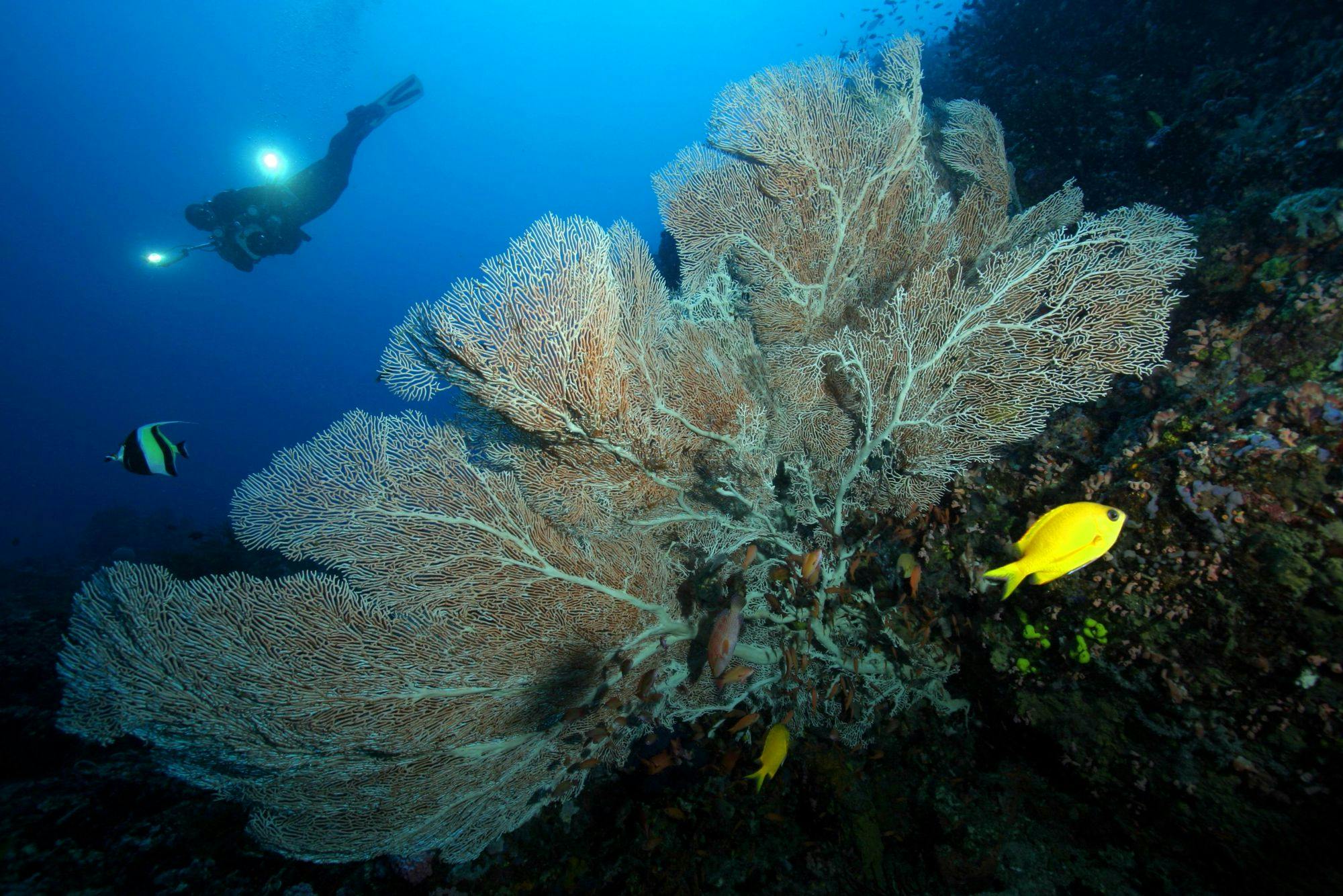 Atlantis Azores Liveaboard - Apo Reef & Wrecks of Coron