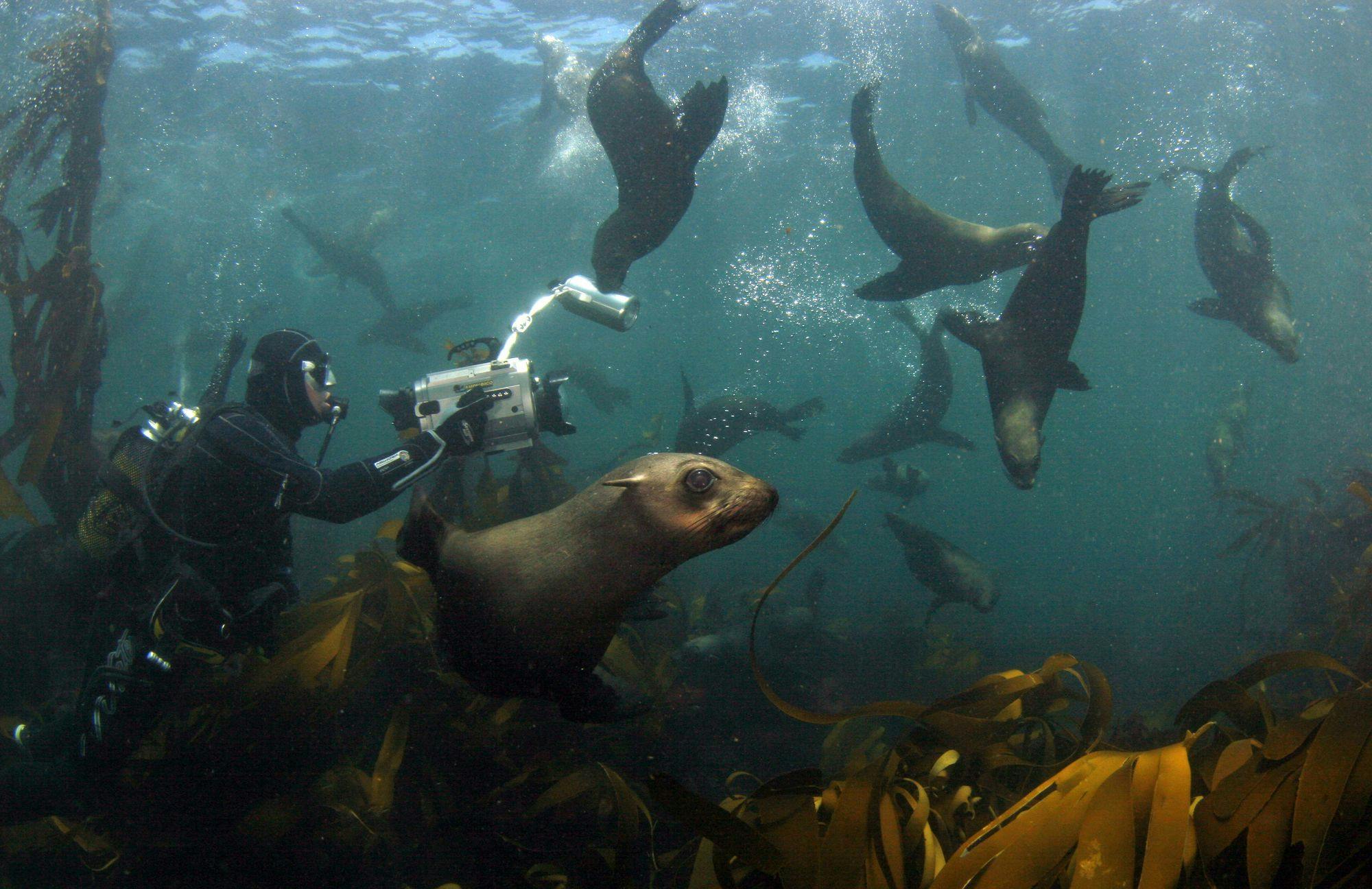 Cape Fur Seal Snorkelling in South Africa