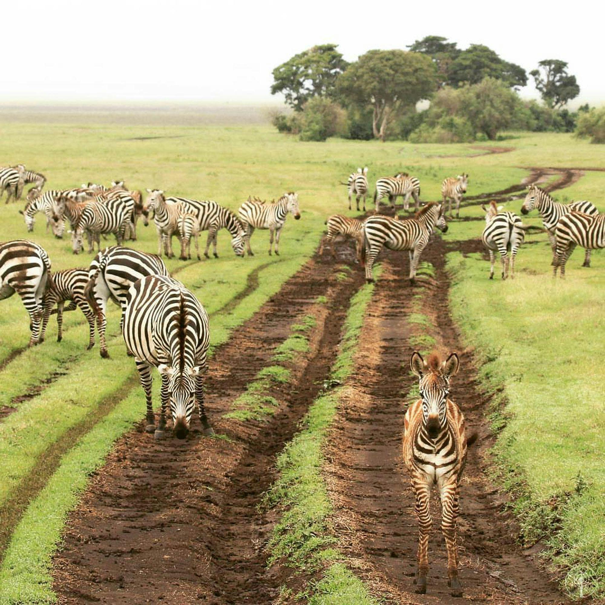 Safari in Tarangire, Ngorongoro Crarer and Lake Manyara National Park