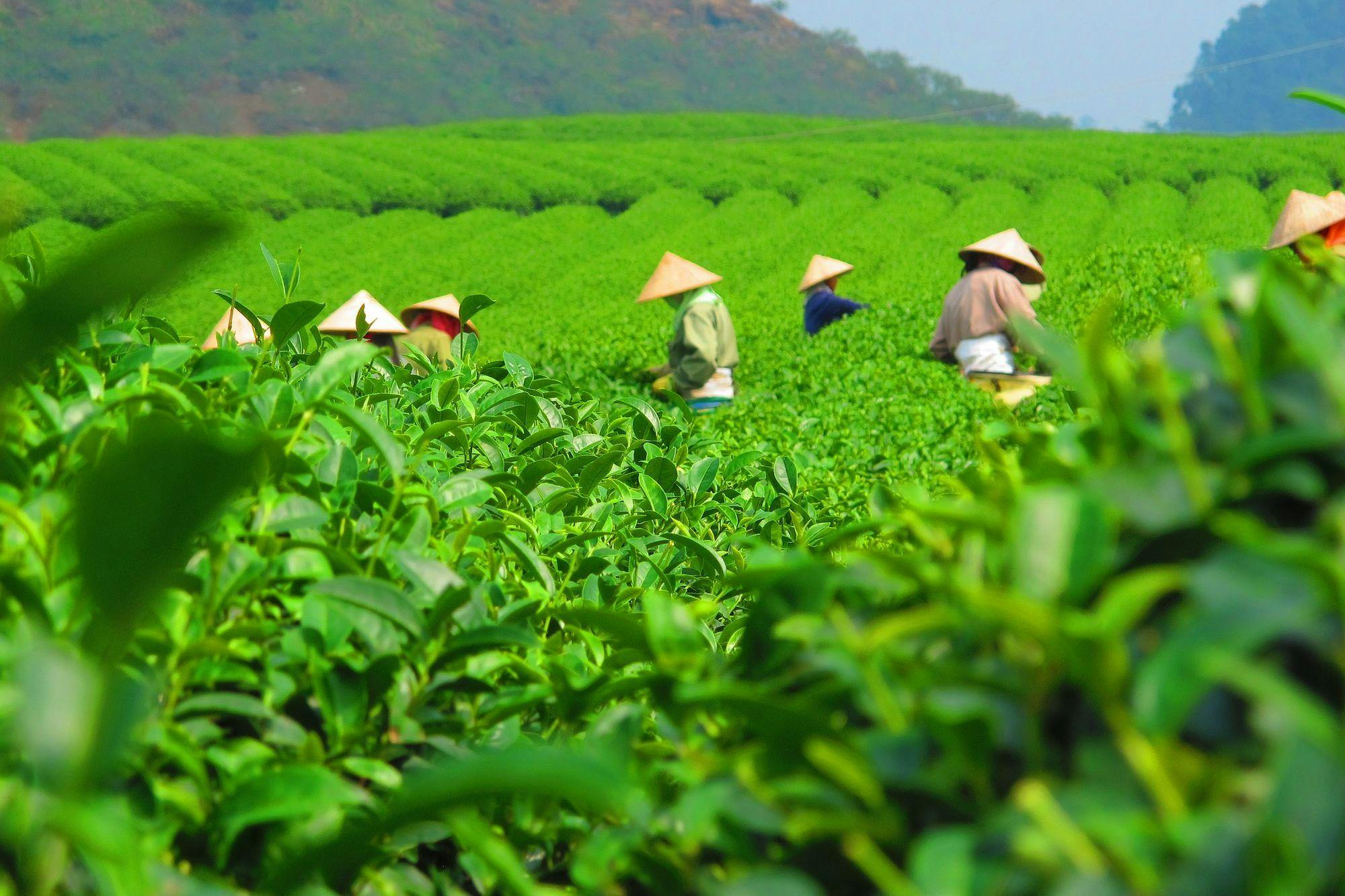 Green Tea Affair Experience in Vietnam