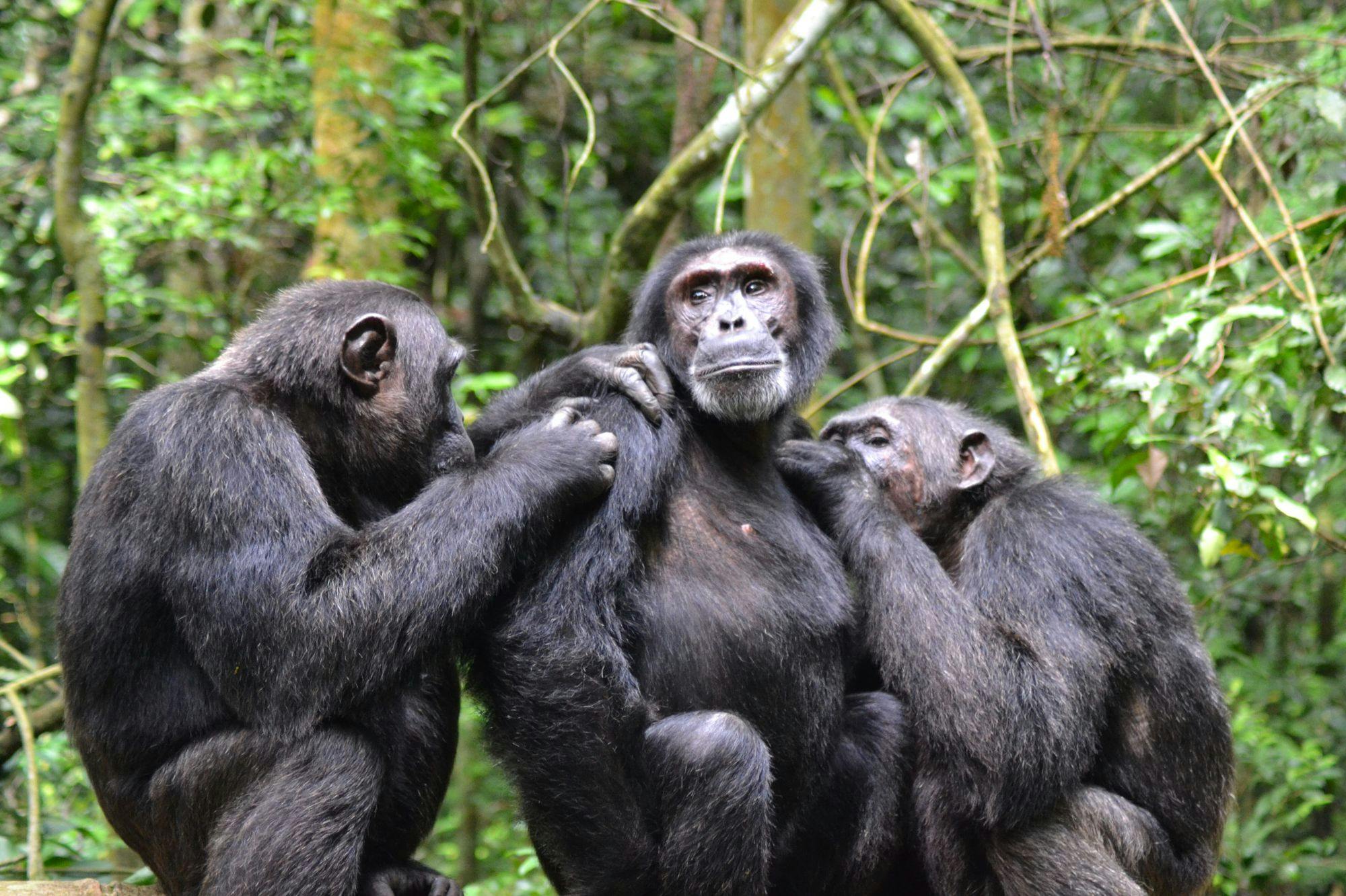 Whispers of the Wild and Gorilla Tracking Safari in Uganda