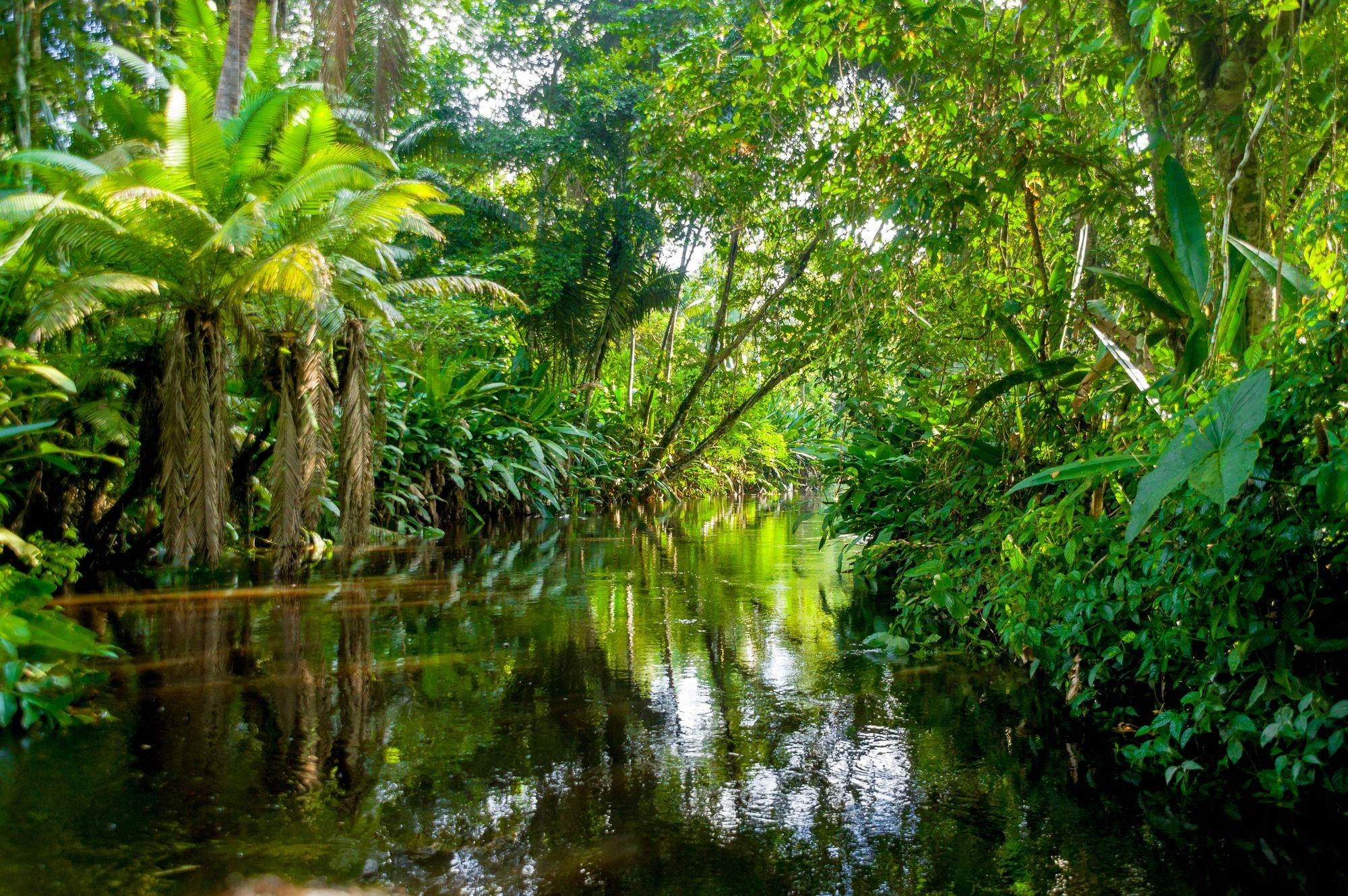 An Amazon Jungle Adventure and Quito