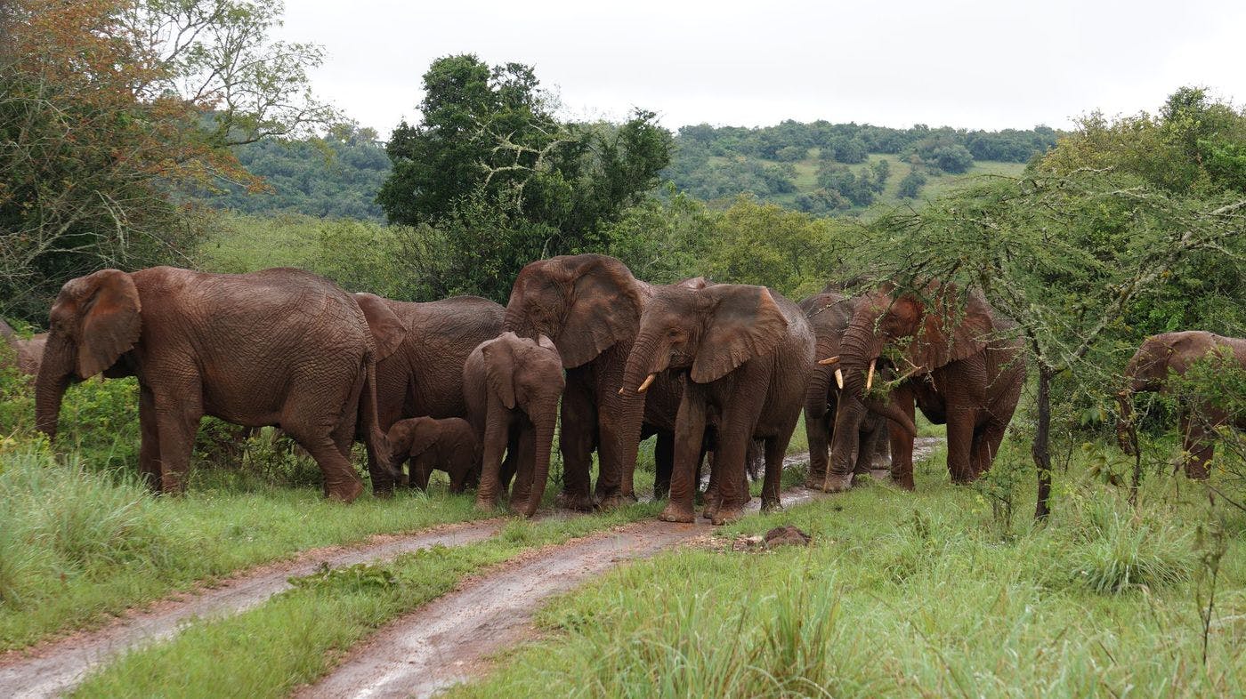 Rwanda Big Five and Gorilla Safari - 10 Days
