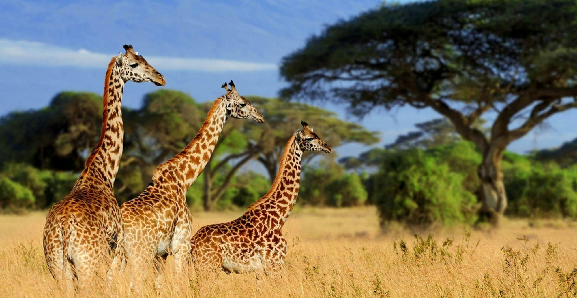 6 Day Safari in Tanzania: Serengeti National Park & Ngorongoro Crater