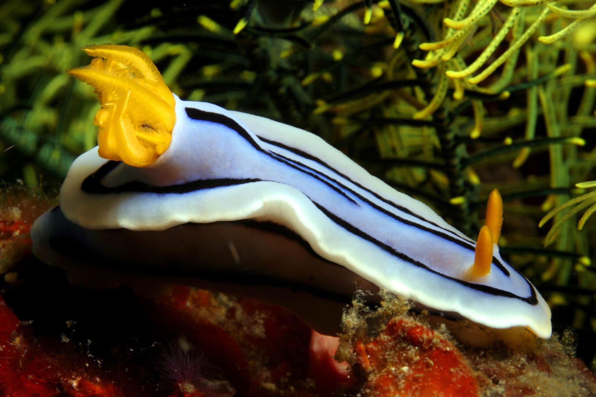 Atlantis Azores Liveaboard - Malapascua - Cebu