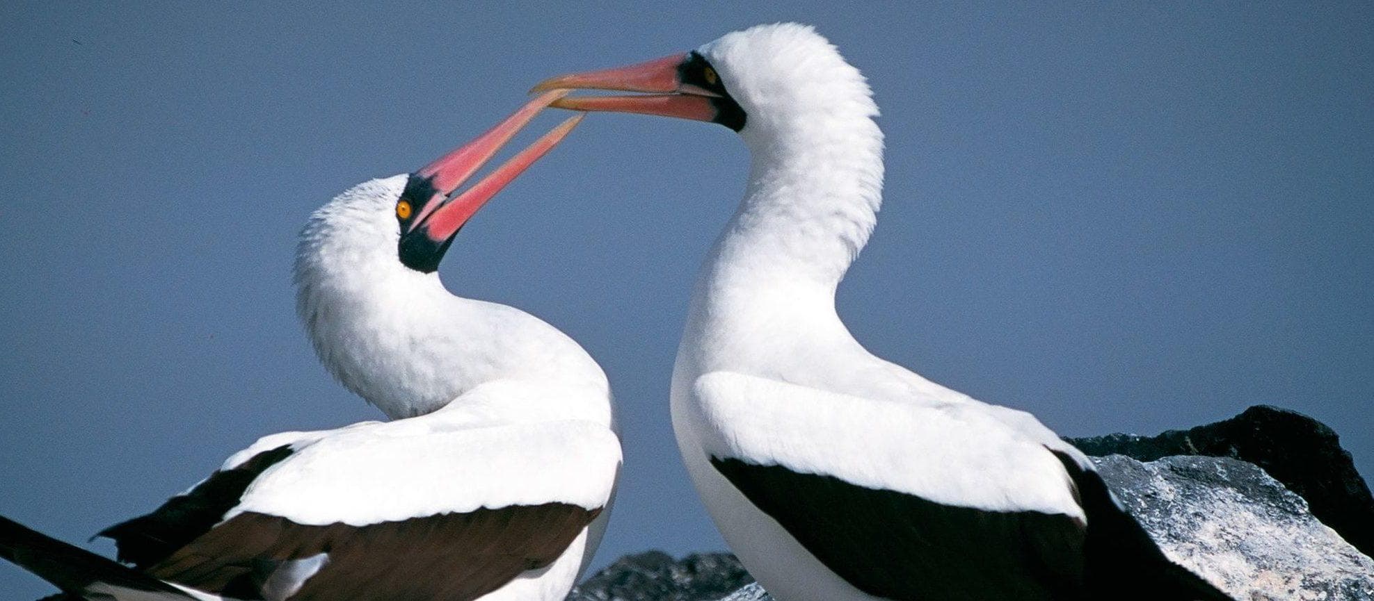 Natural Paradise Trip In The Galapagos