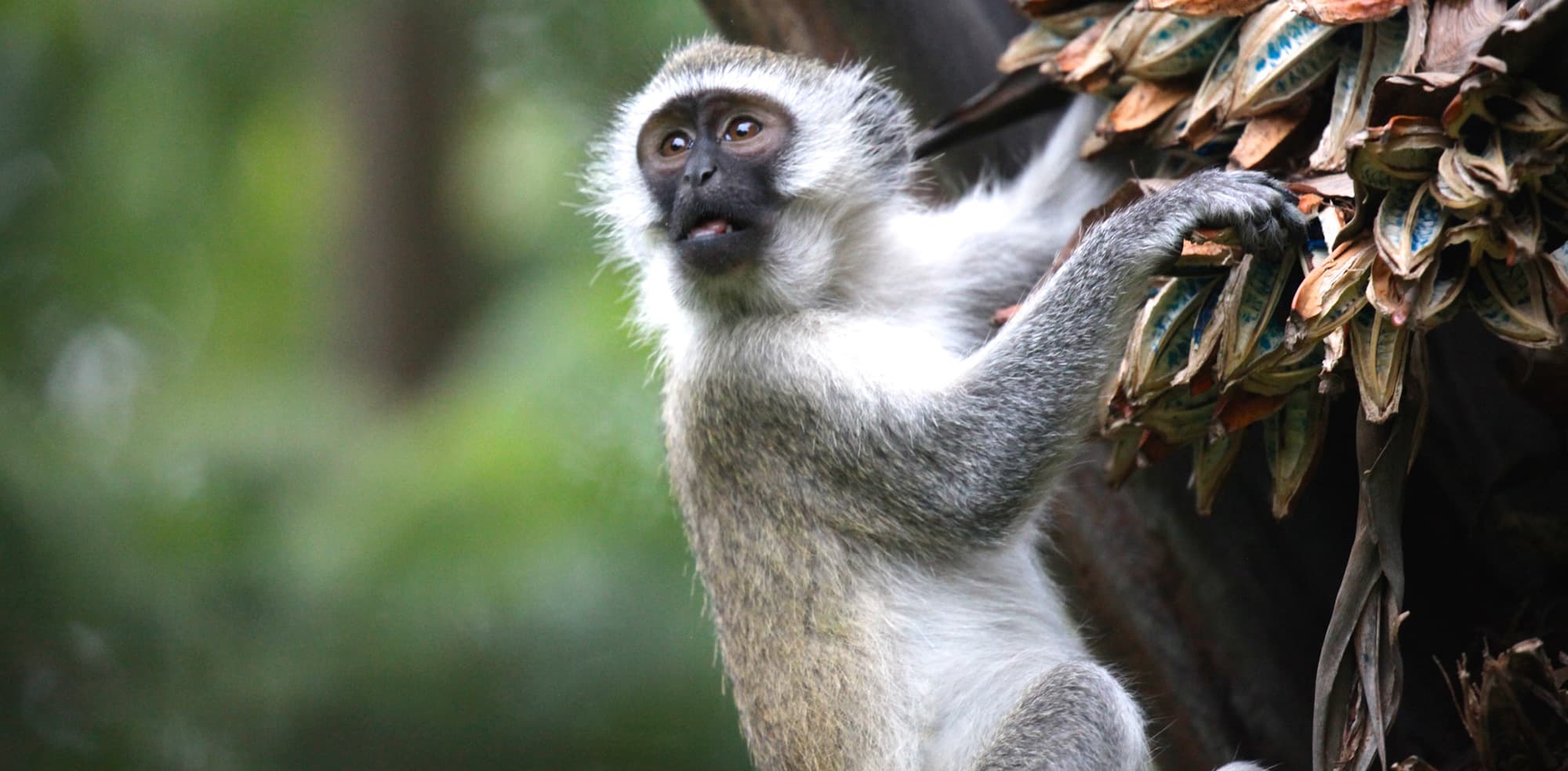 Tanzania Wildlife Safari