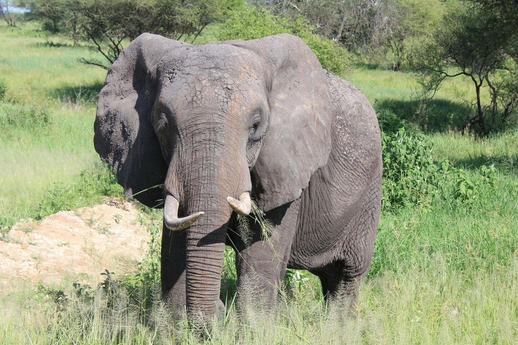 Wildlife Safari in Tanzania - Serengeti National Park
