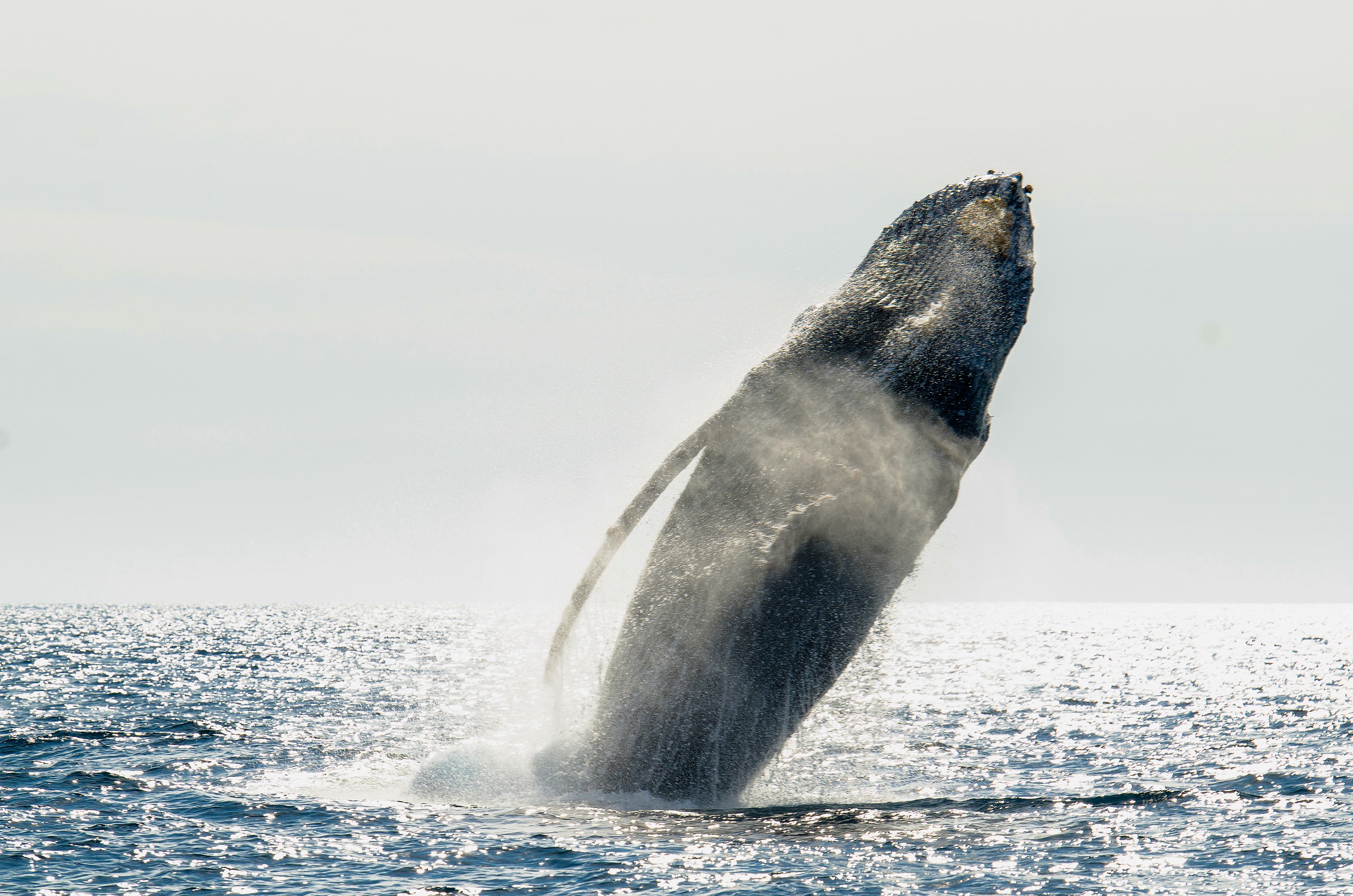 Whale Watching in Cabo San Lucas, Mexico