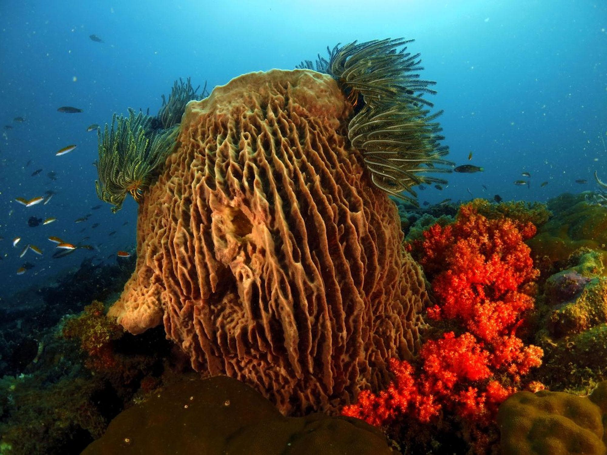 Dive & Rainforest: Discover the Gems of Borneo