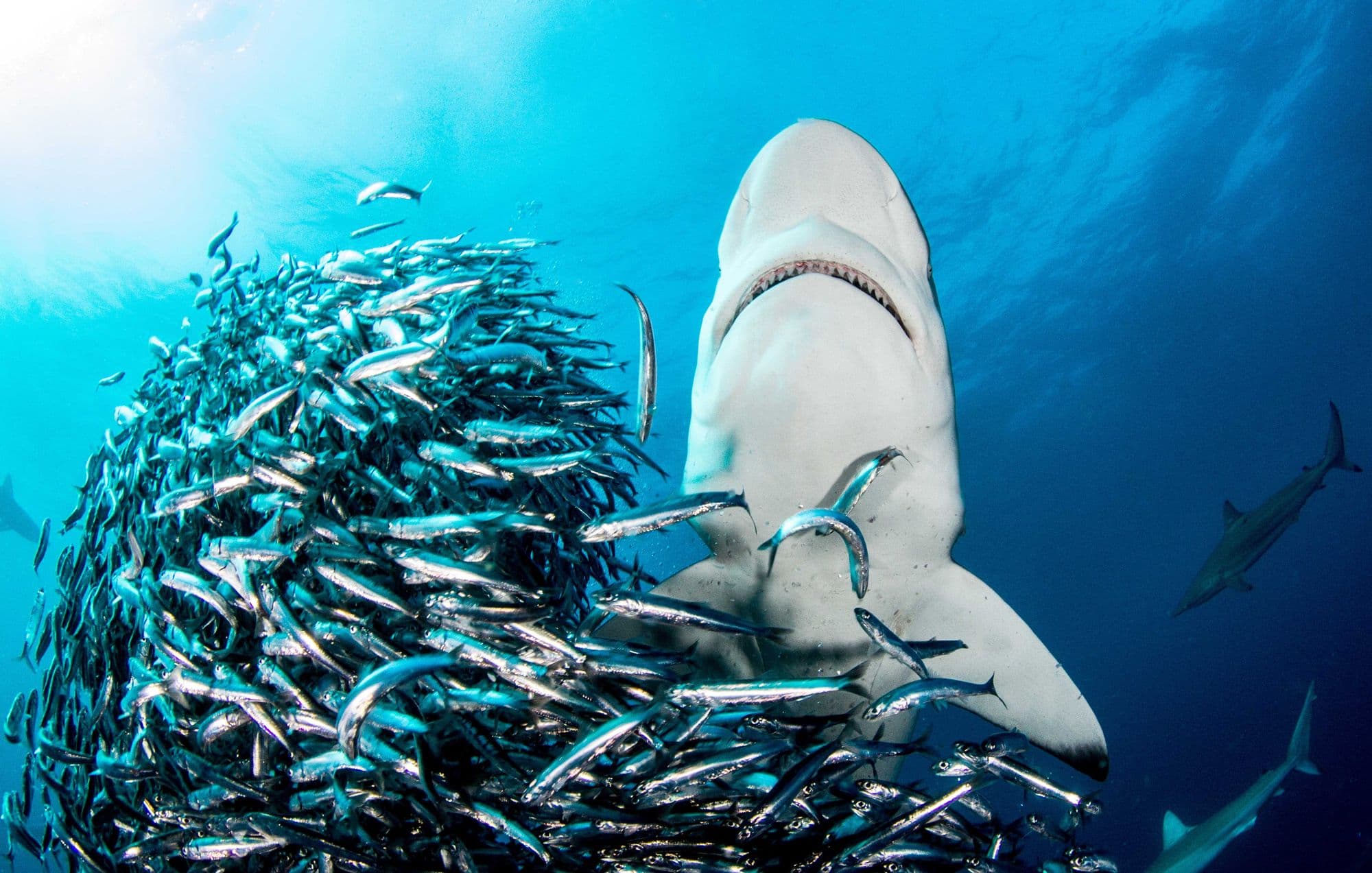 Sardine Run Diving Expedition in South Africa