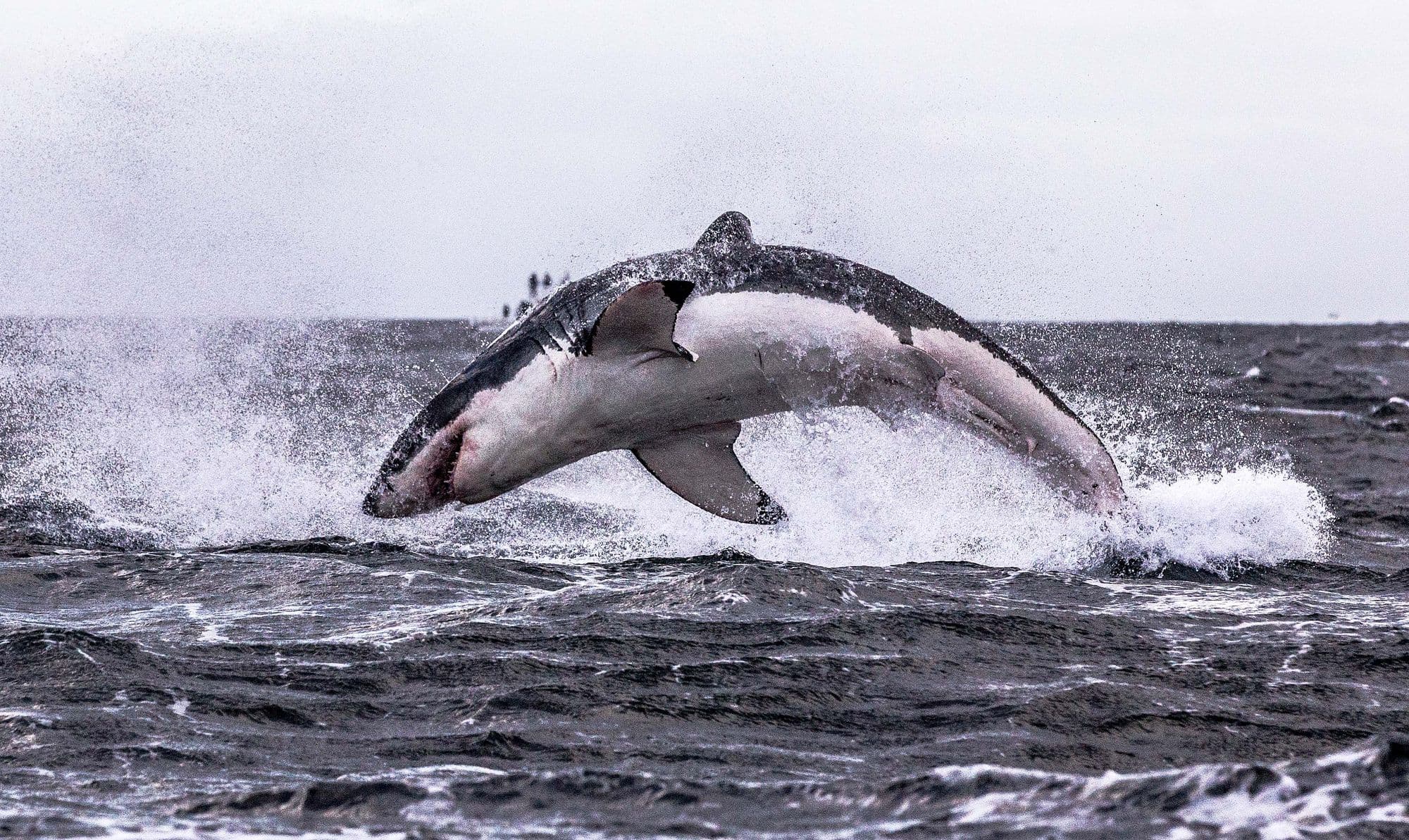Sharkaholic Expedition in South Africa