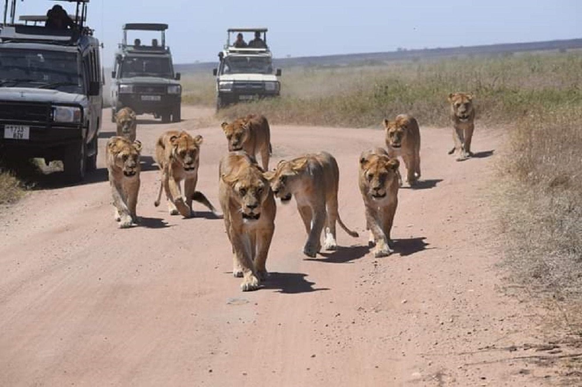 Wildlife Safari to Tarangire, Serengeti, Ngorongoro and Lake Manyara National Parks