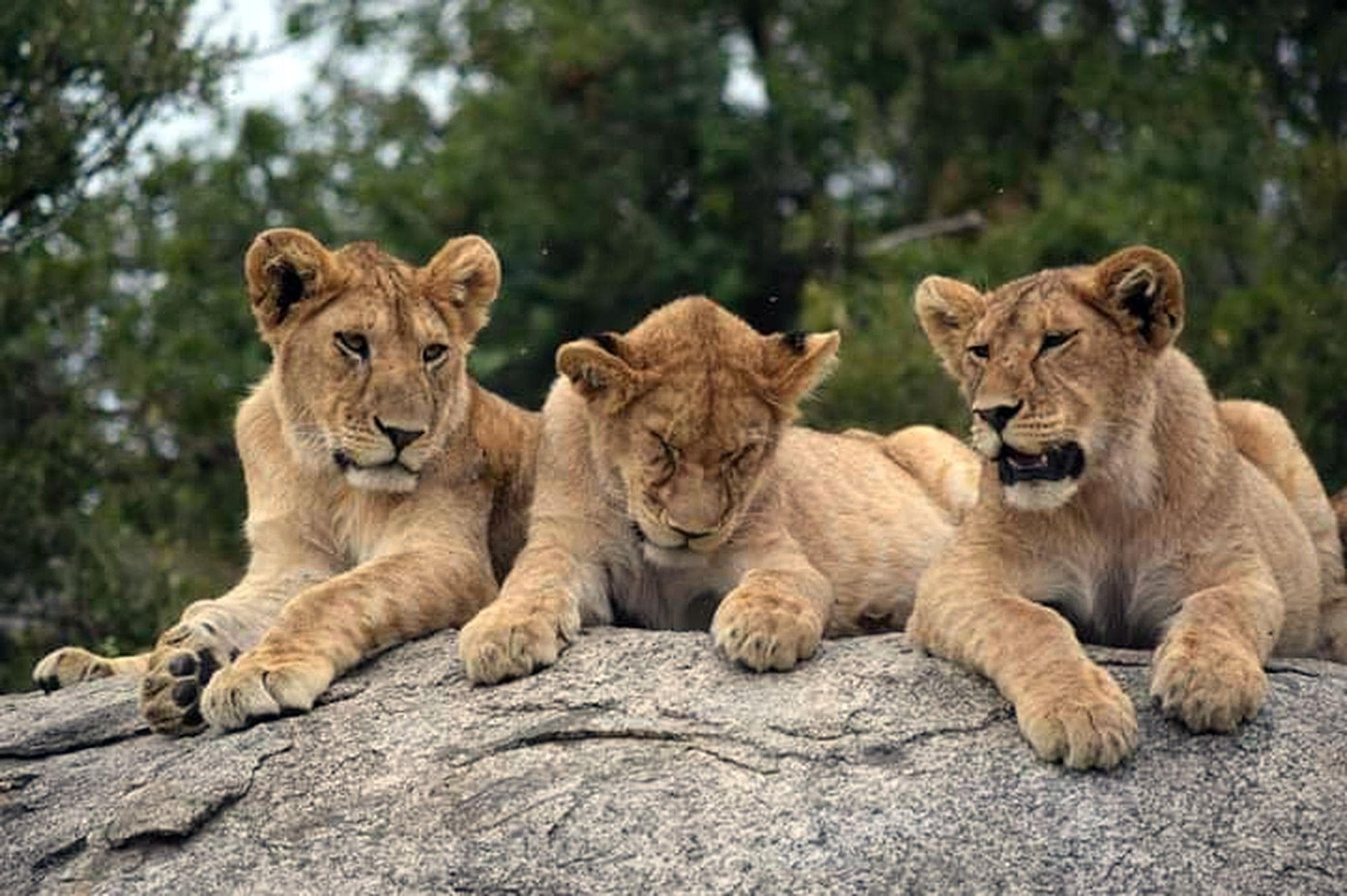 Safari to Ngorongoro Crater, Tarangire and Serengeti National Park