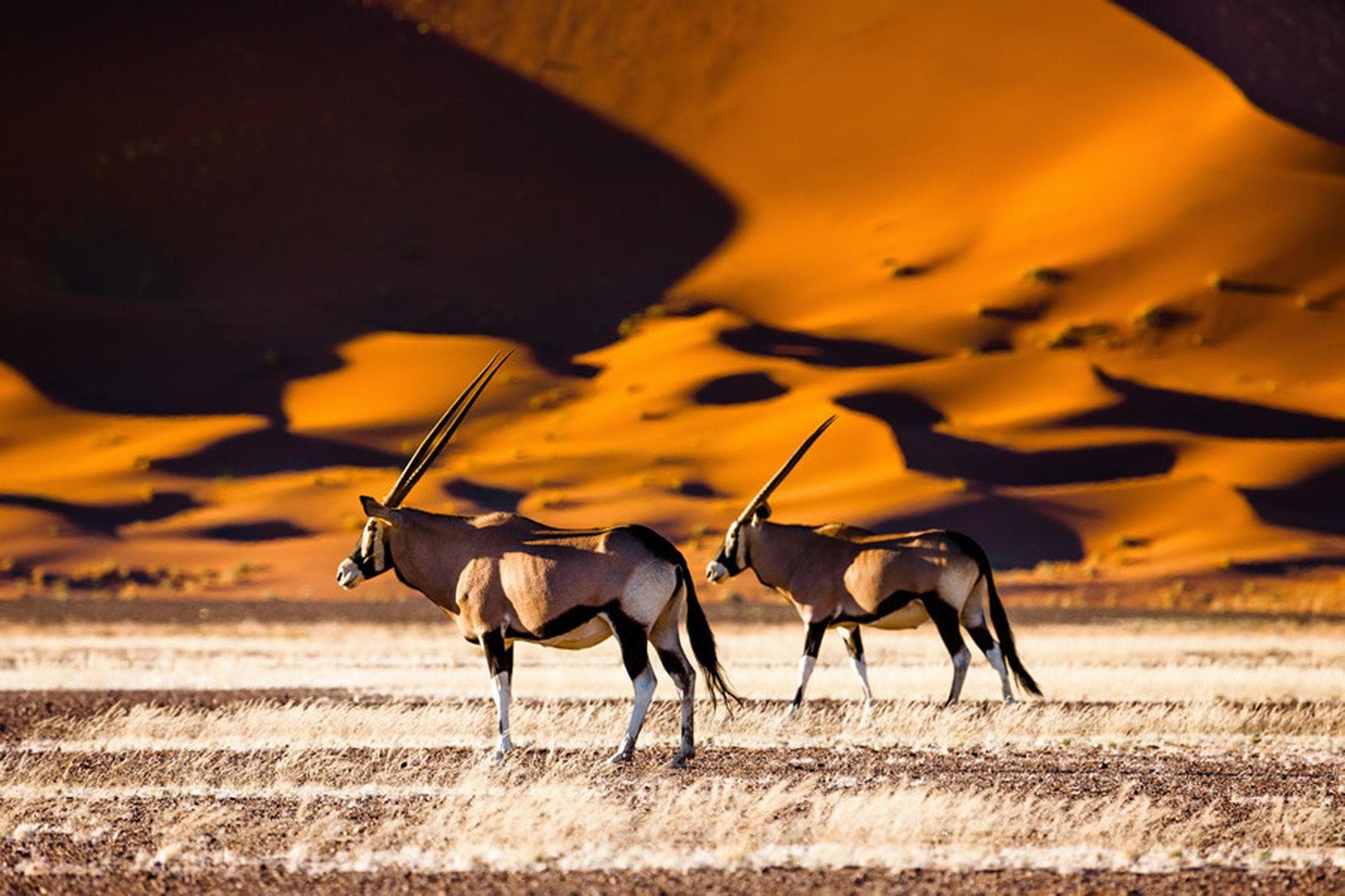 Best of Botswana and Namibia - Culture and Wildlife