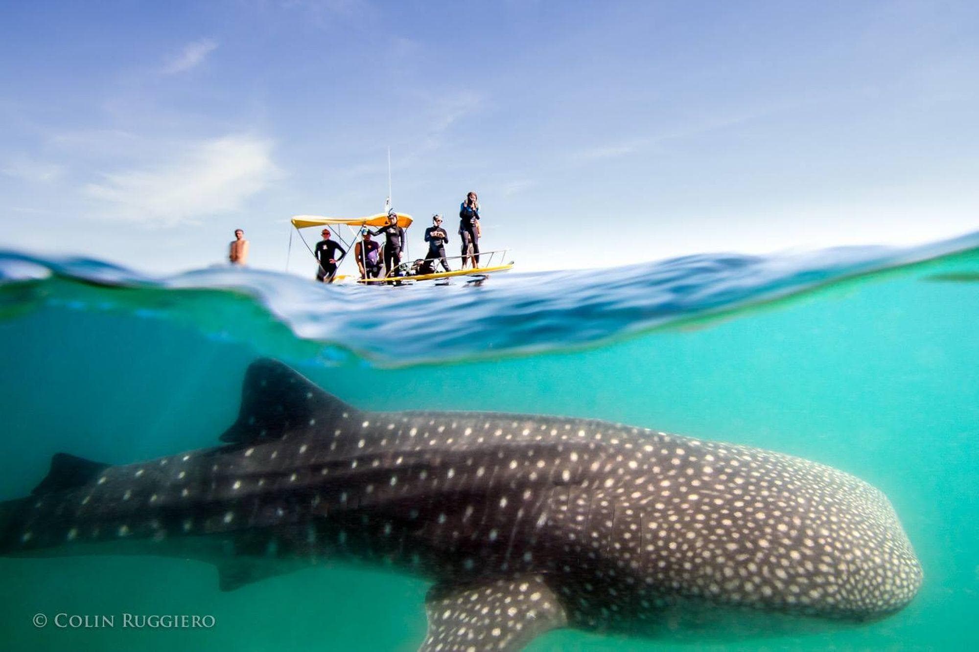 Swimming with Sea Lions and Whale Sharks - Day Trip