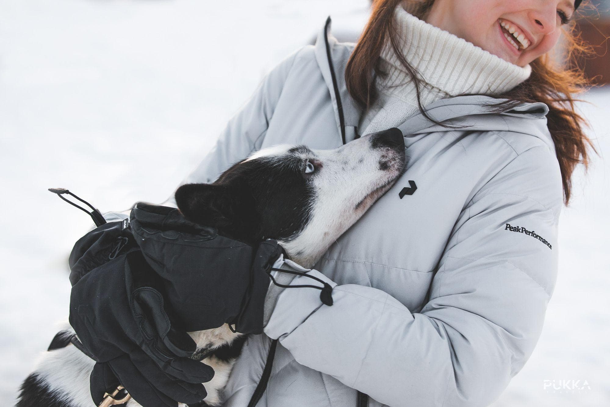 Dog Sledding in the Arctic