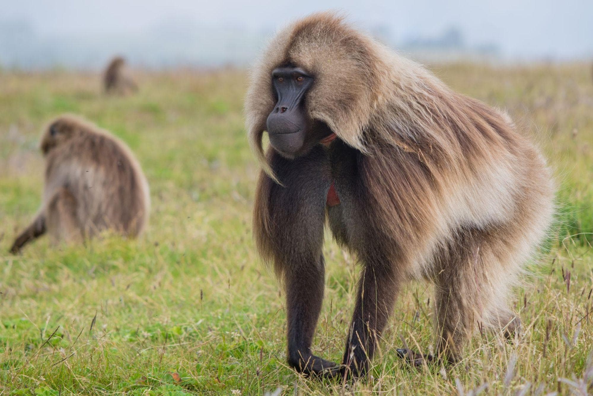 Hiking the Roof of Africa to the Hottest Place on Earth - Simien National Park & Danakil Depression