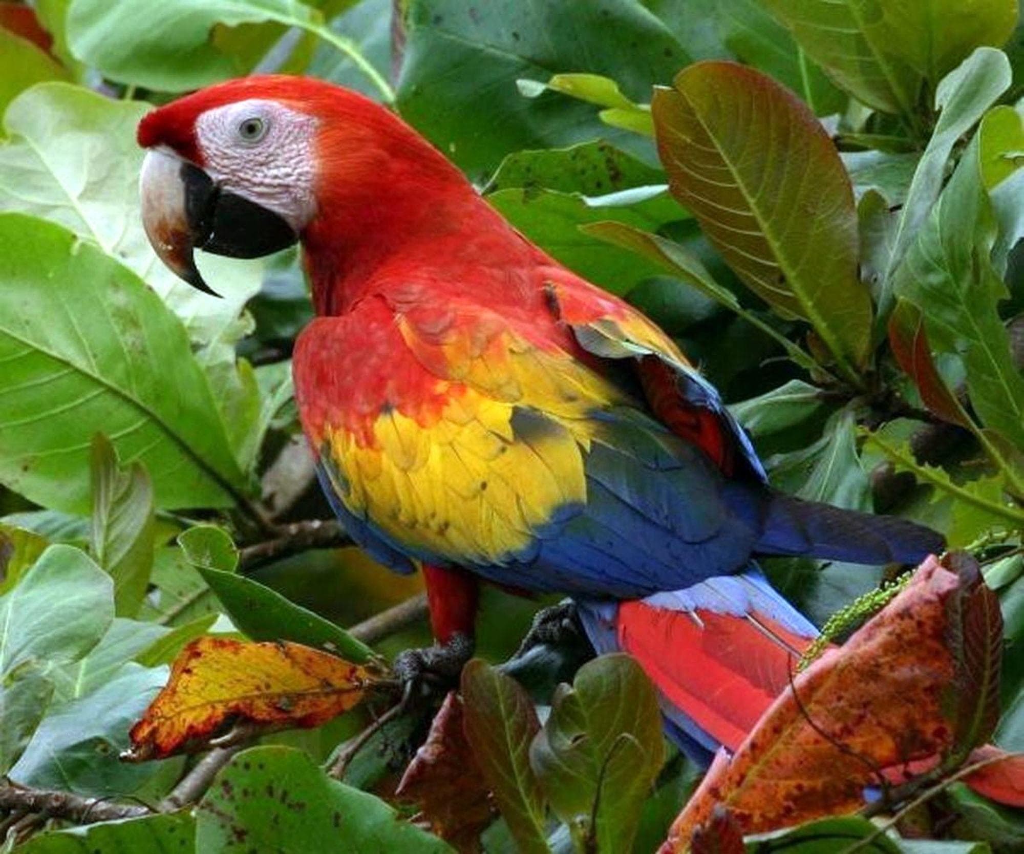 Bird Watching in Peninsula de Osa