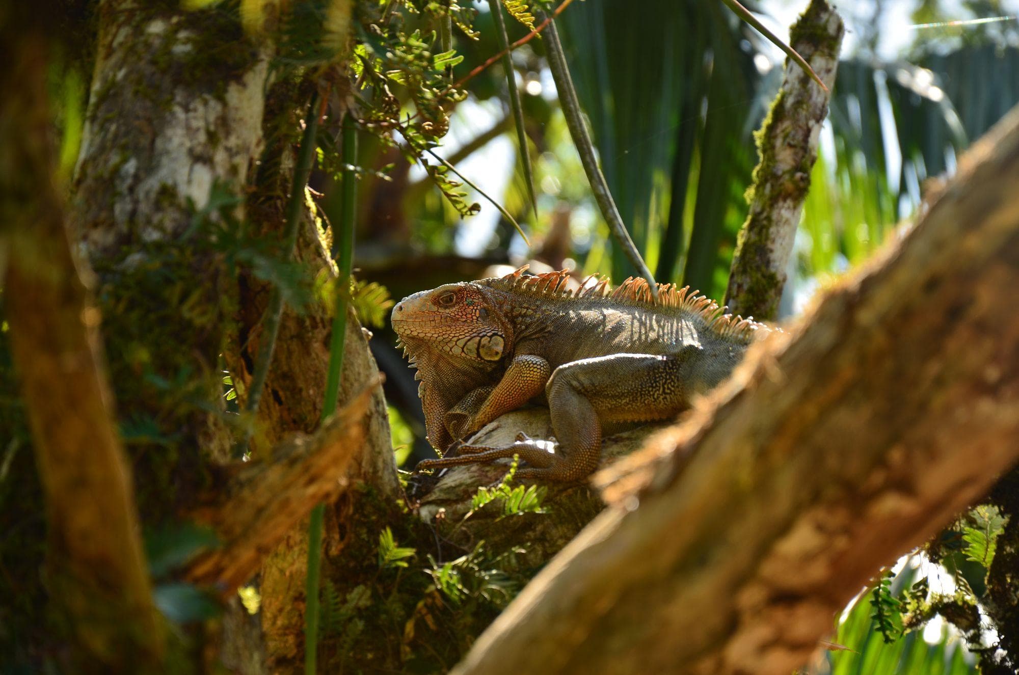 Costa Rica - From the Caribbean Coast to the Pacific Side