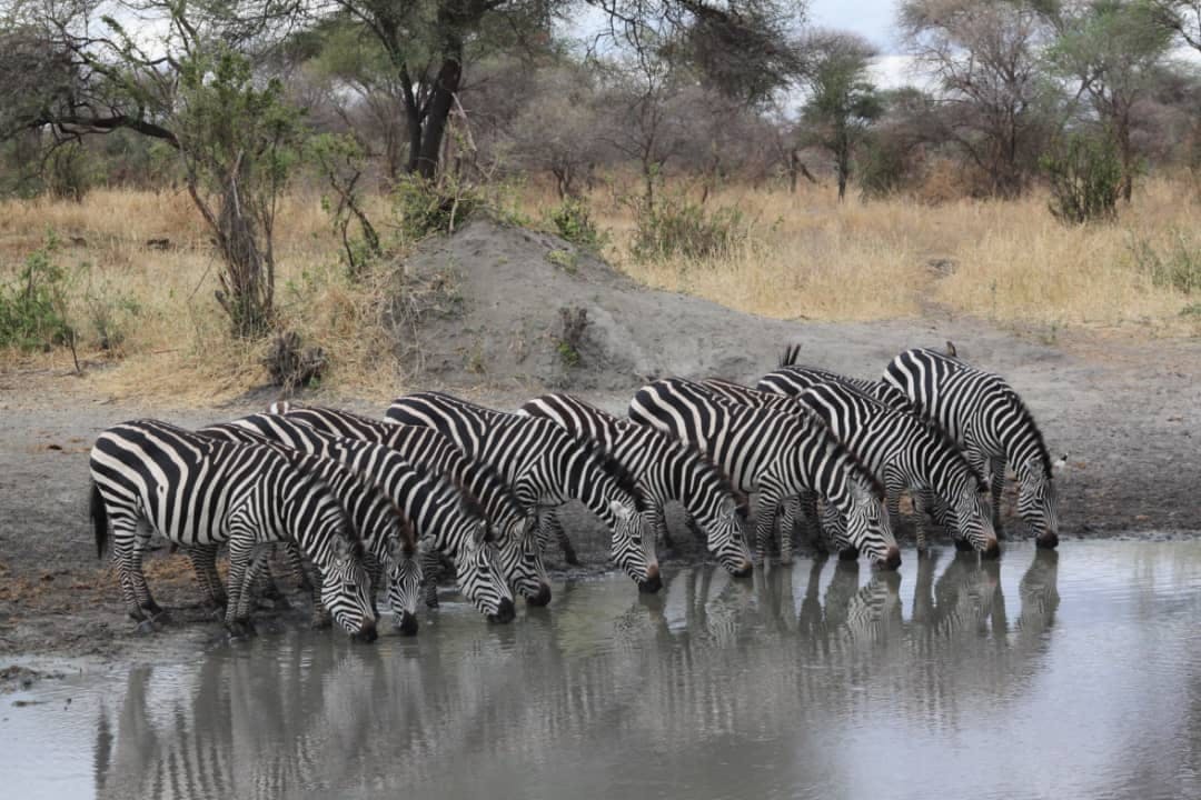 Tanzania Wildlife Lodge Safari - 5 Days