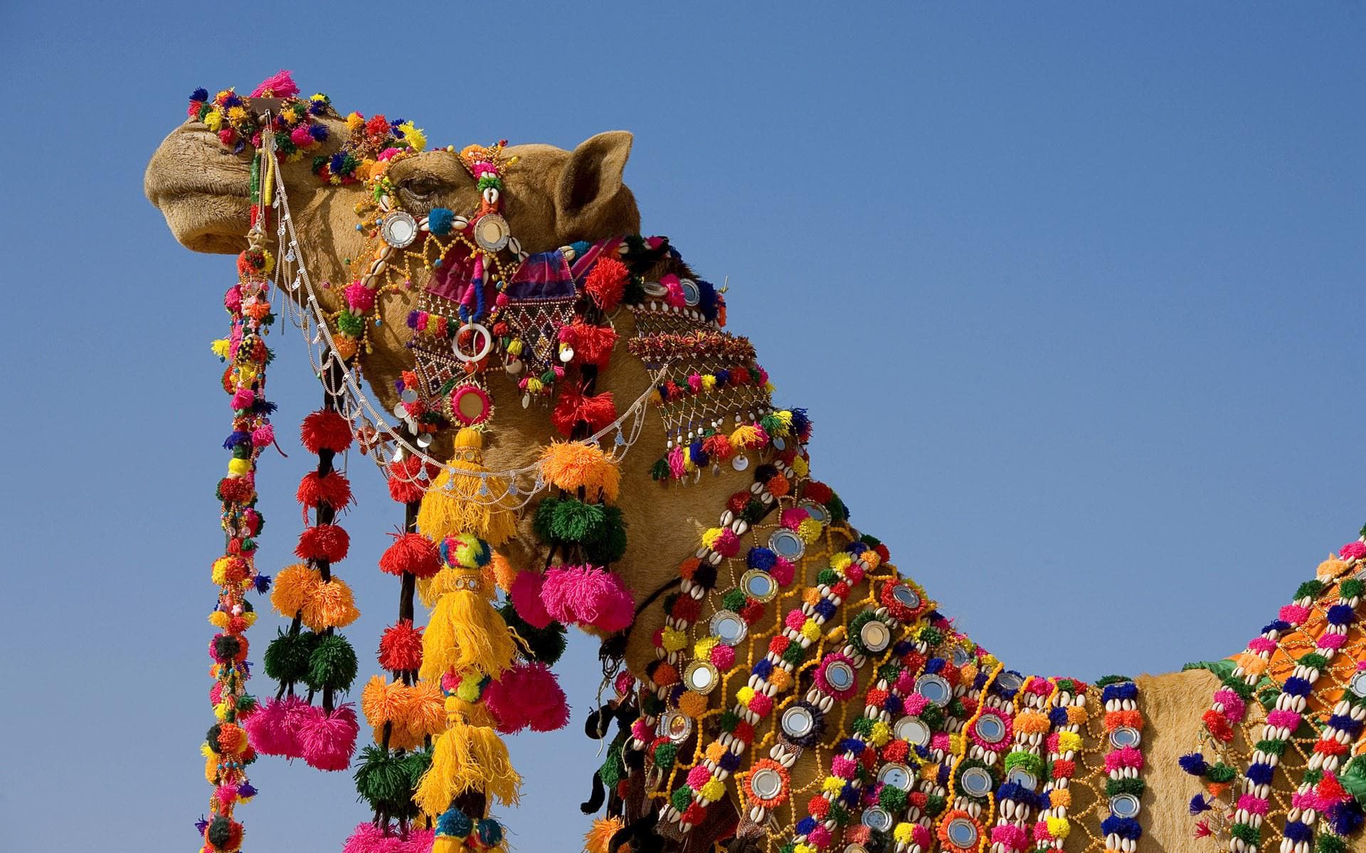 Explore the Majestic Land of Kings: Rajasthan