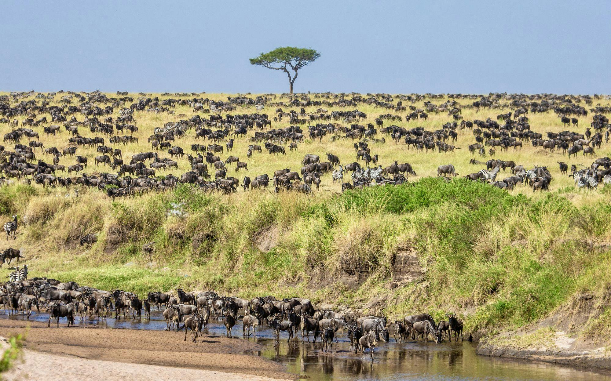 The Journey of the Wildebeests in Serengeti National Park