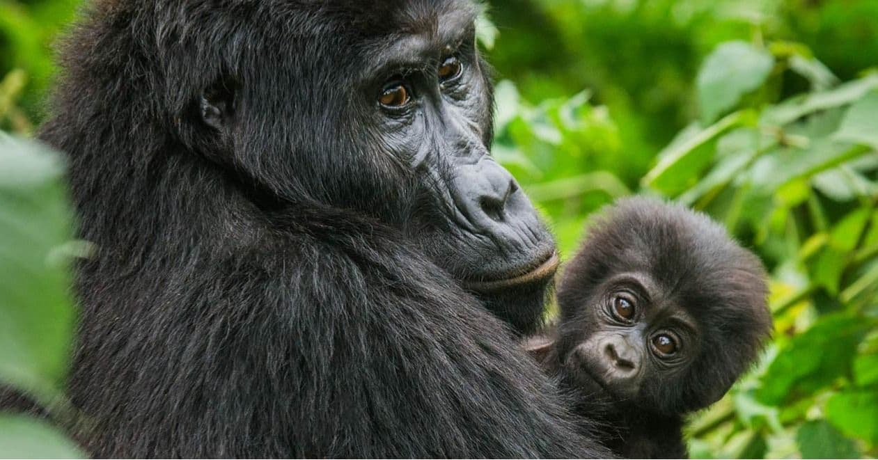 12 Days Tanzania and Kenya Adventure Safari