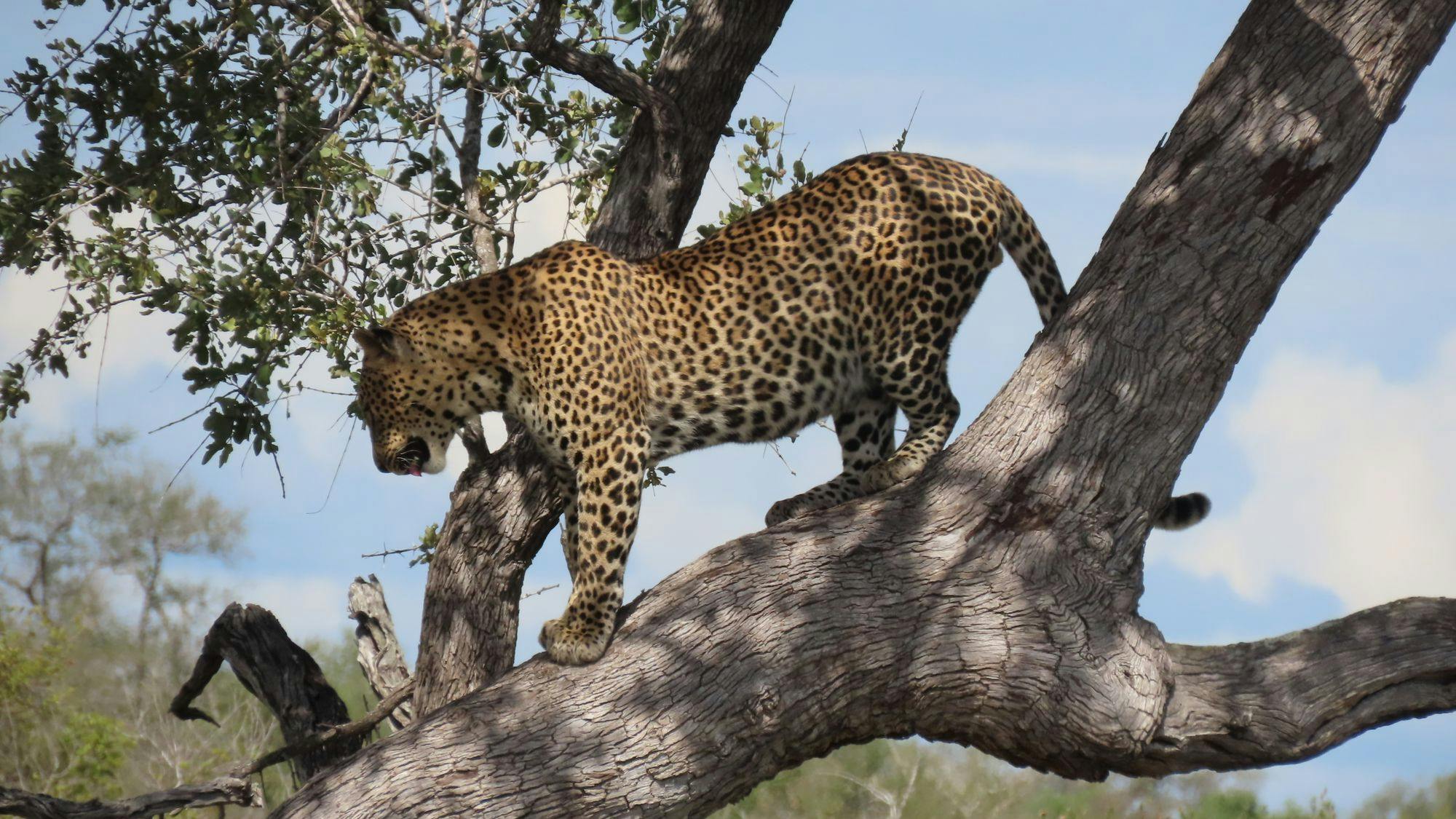 Wildlife Safari in Kruger National Park and Panorama Route