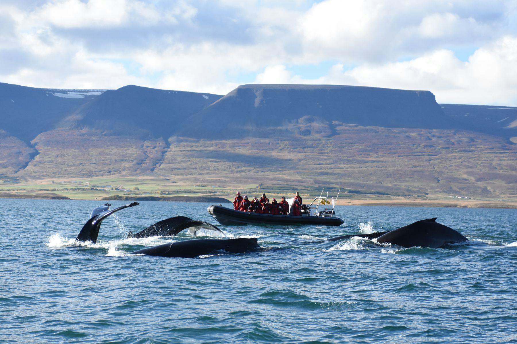 Premium Whale Watching & Eyjafjord in Akureyri