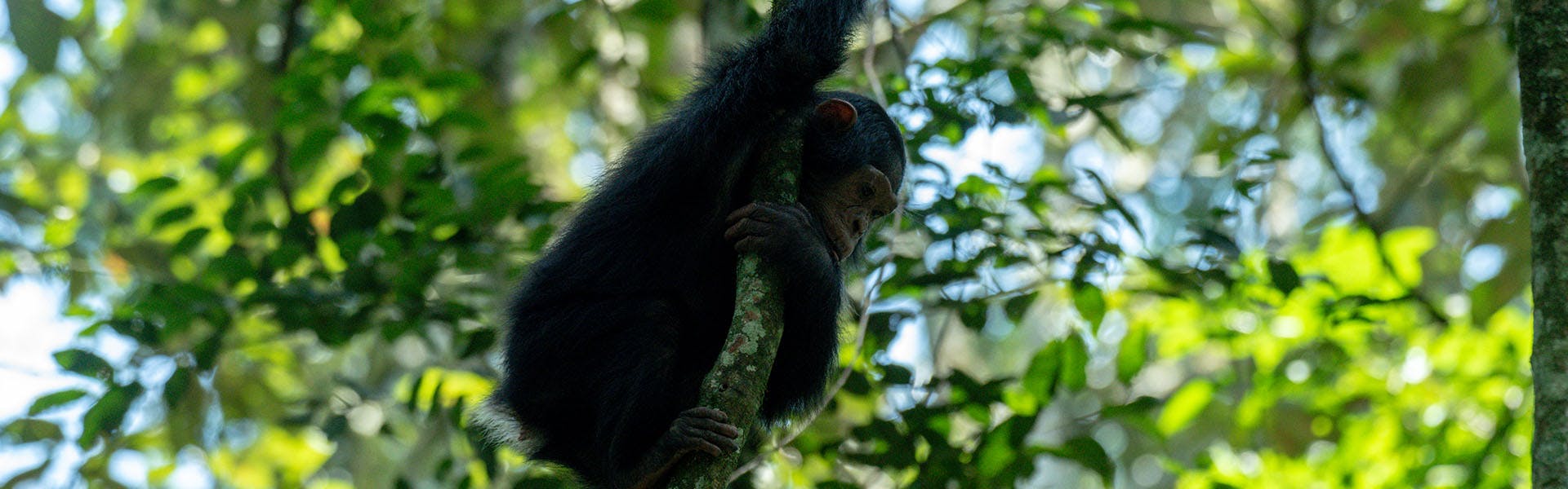Best of Uganda: Chimps and Gorillas 5 Day Safari