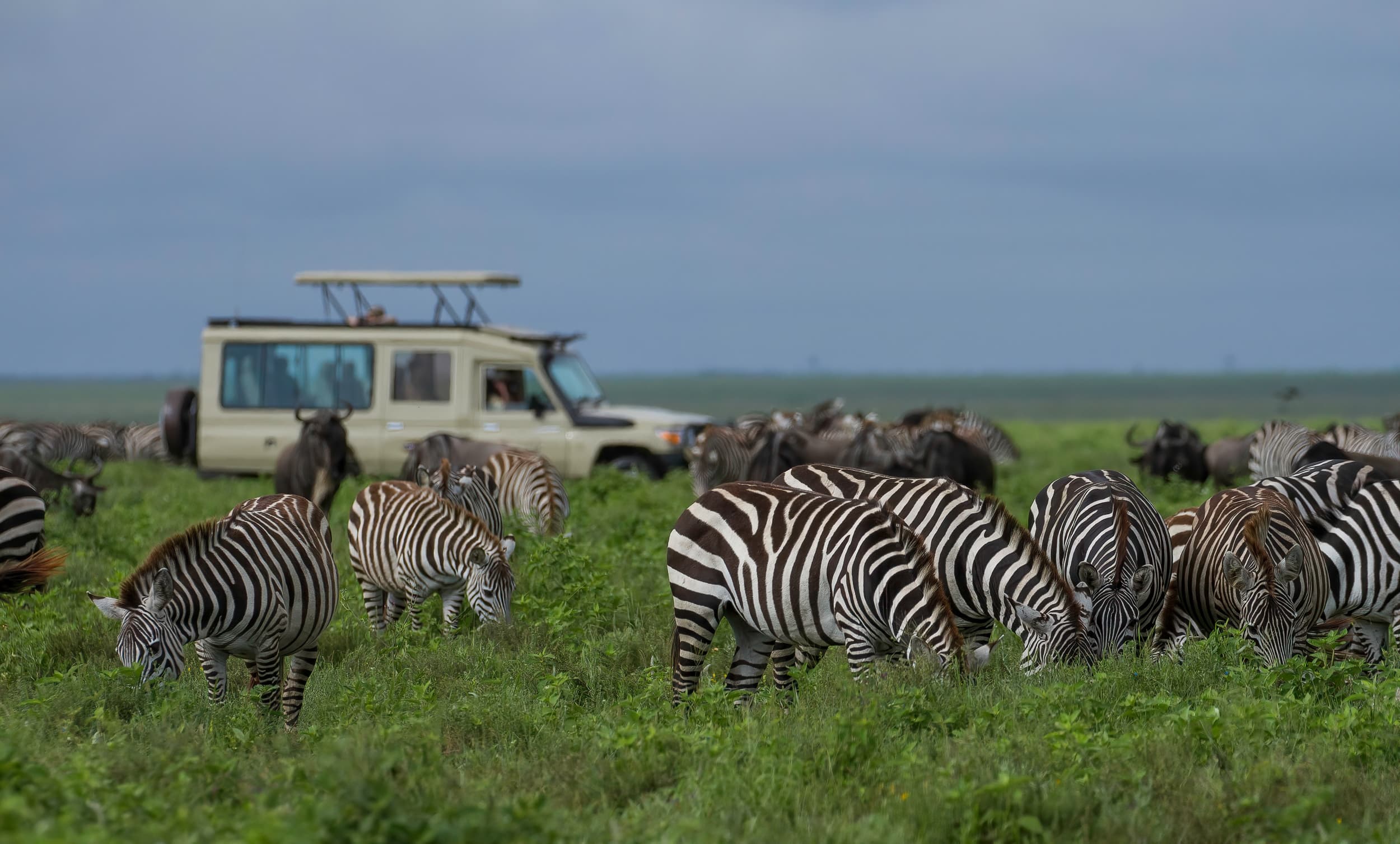 Best of Tanzania Safari