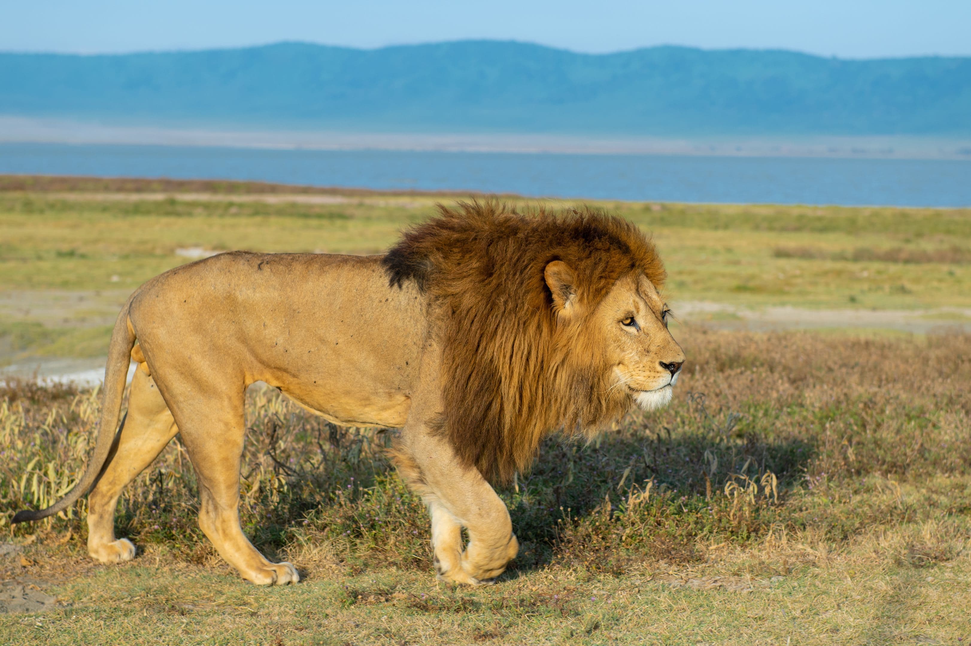 Tanzania Unforgettable Safari