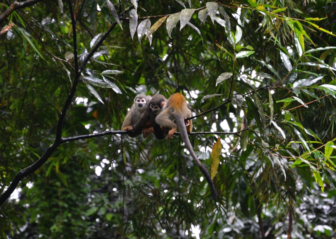 Ultimate Ecuador Trip