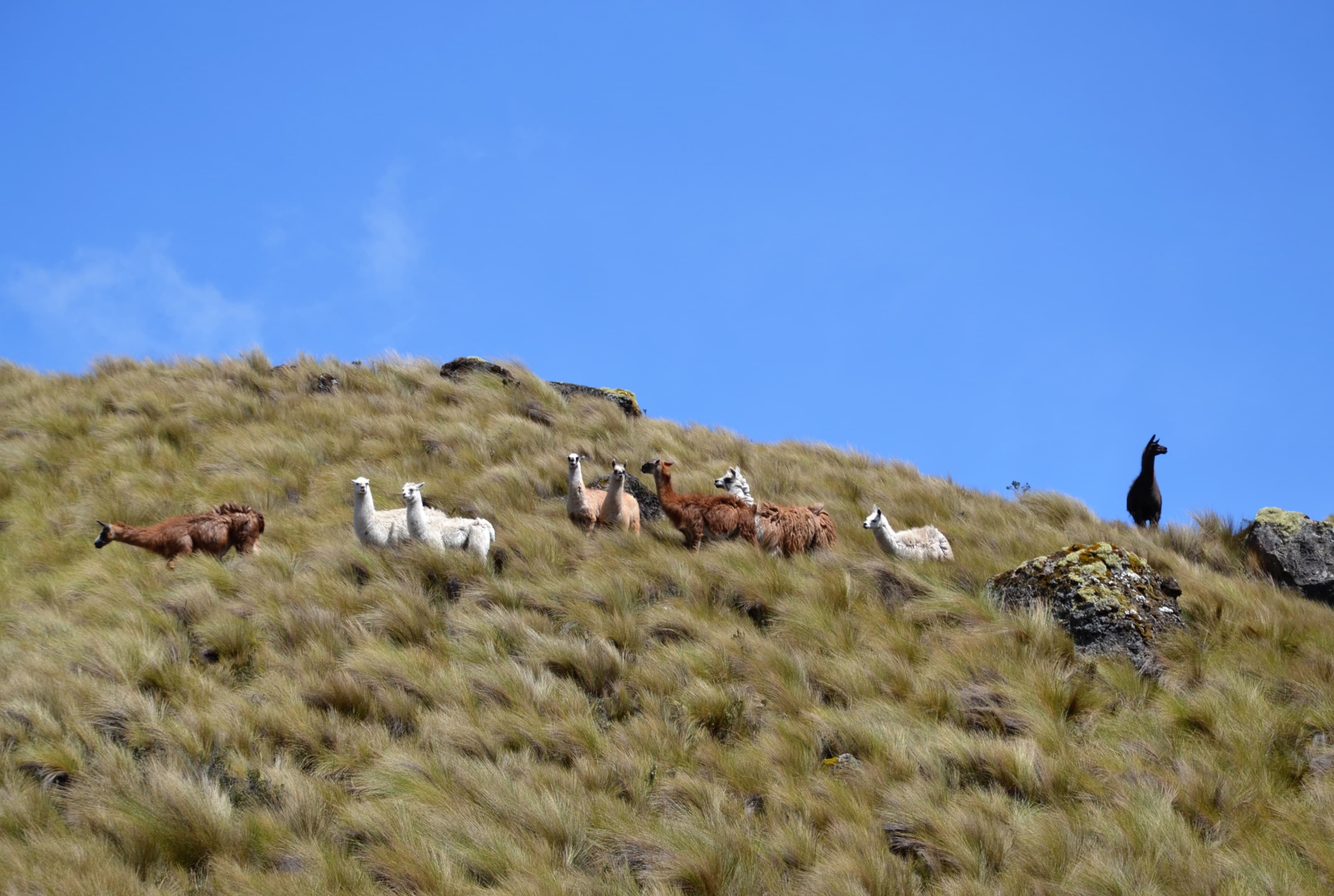Quito to Cuenca: Active Adventure and Cultural Highlights in the Andes