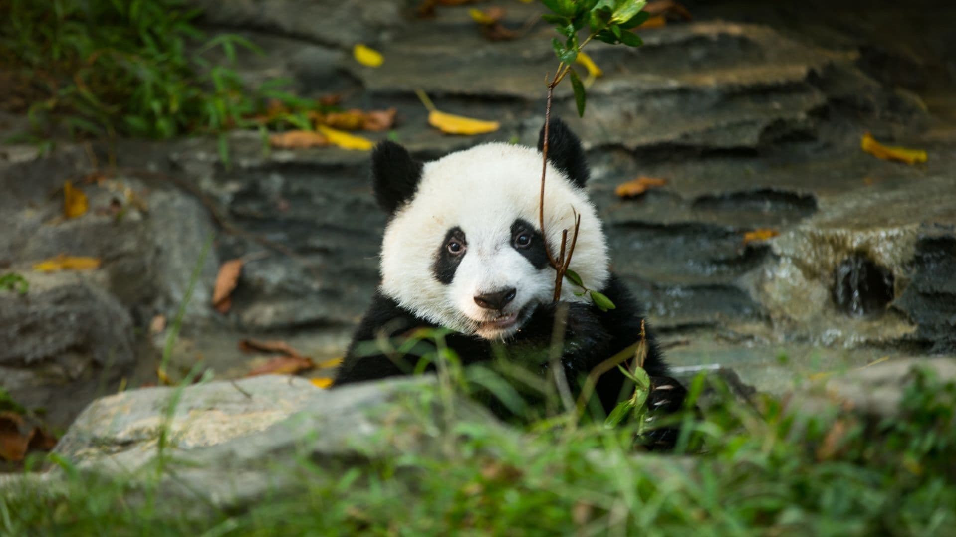 Guizhou Minority Adventure and Panda Experience