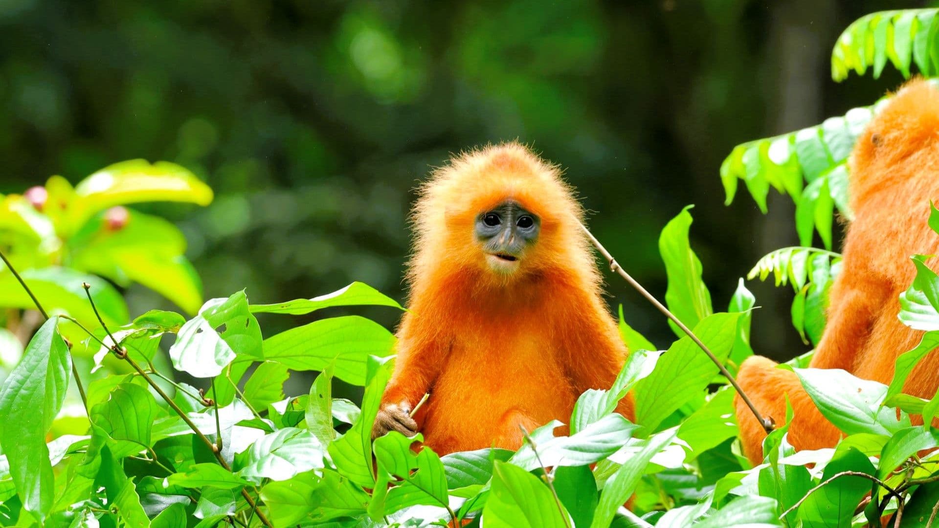 Wildlife Encounters in Sabah