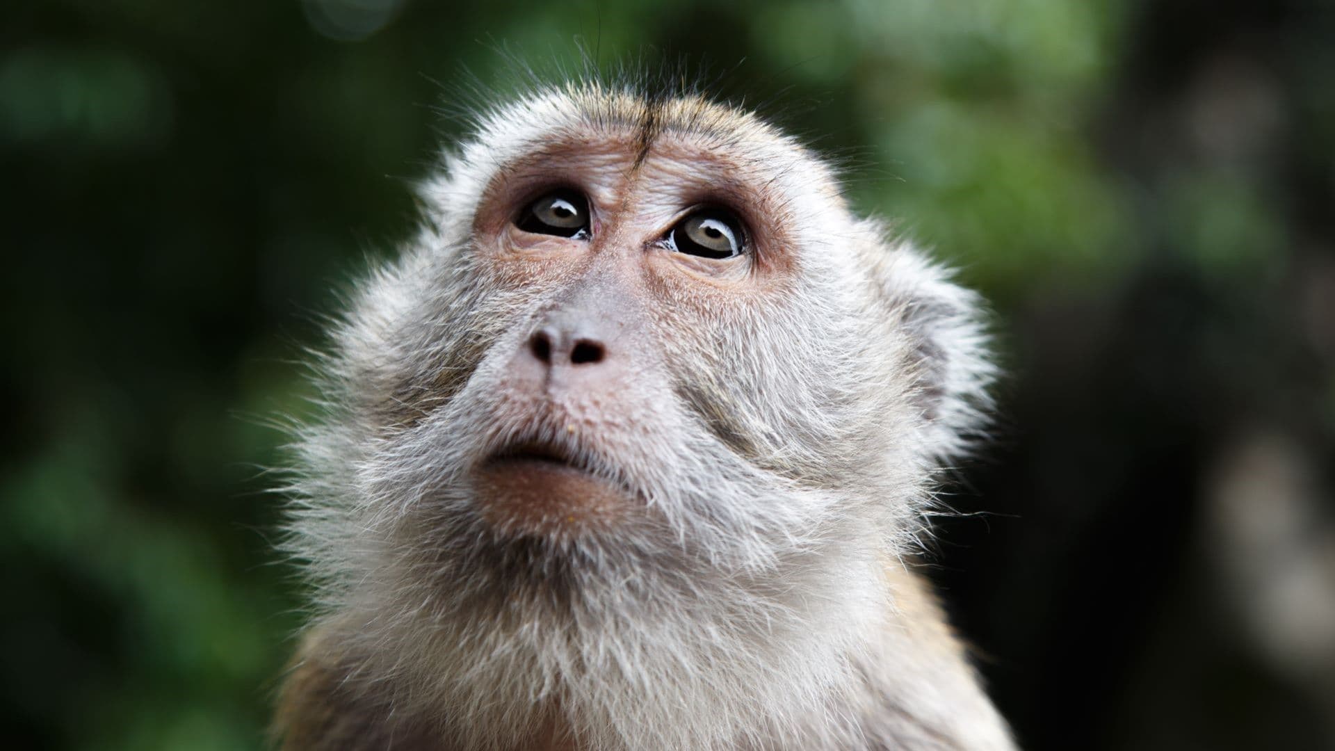 Secrets of Borneo: Culture Meets Wildlife