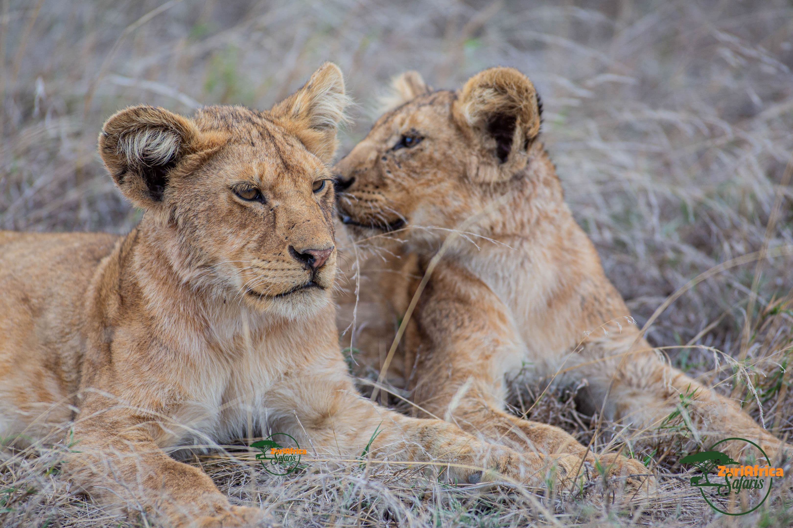 5 Days Tanzania Safari from Zanzibar