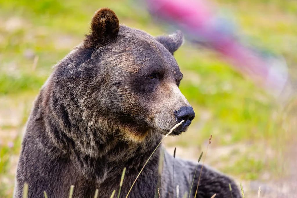 Discover Grizzly Bears in Banff National Park