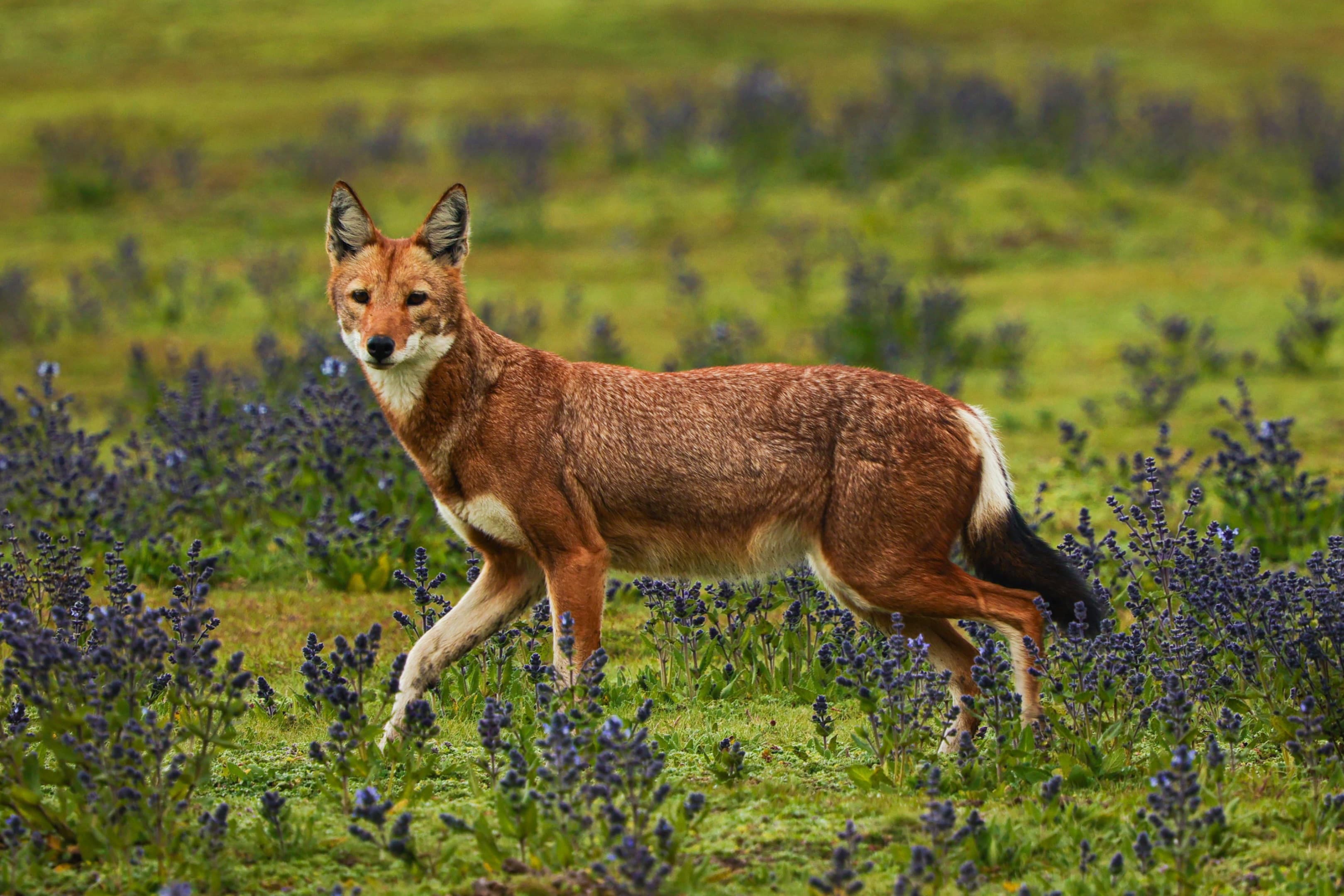 5-Day Bale Mountain Trekking Adventure