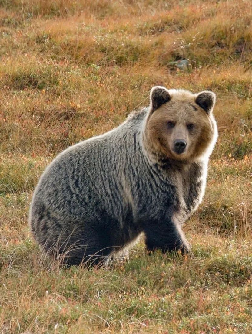 Hike & Bear-Watch Adventure in the Wild