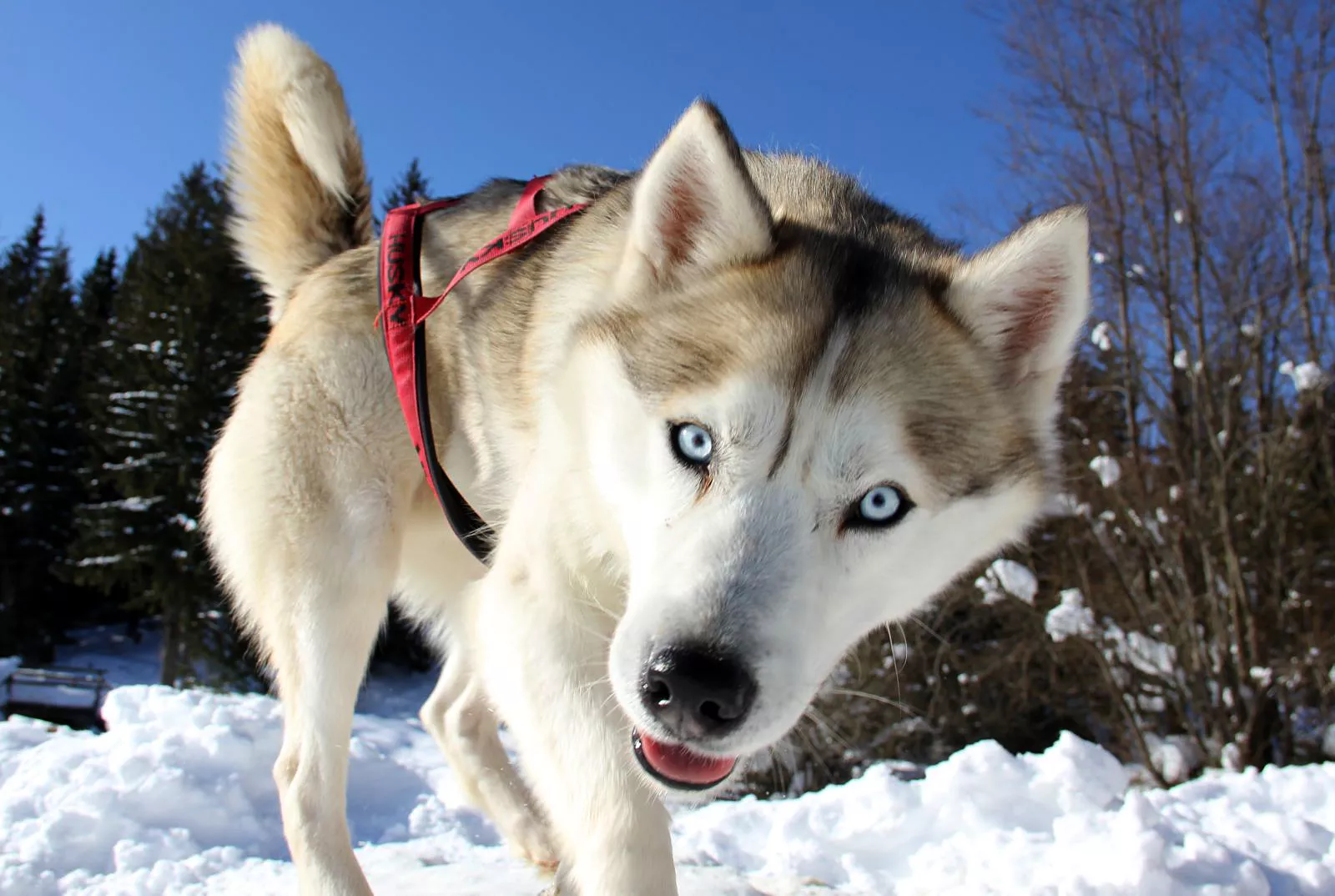 Husky Adventure & Dog Sledding Experience