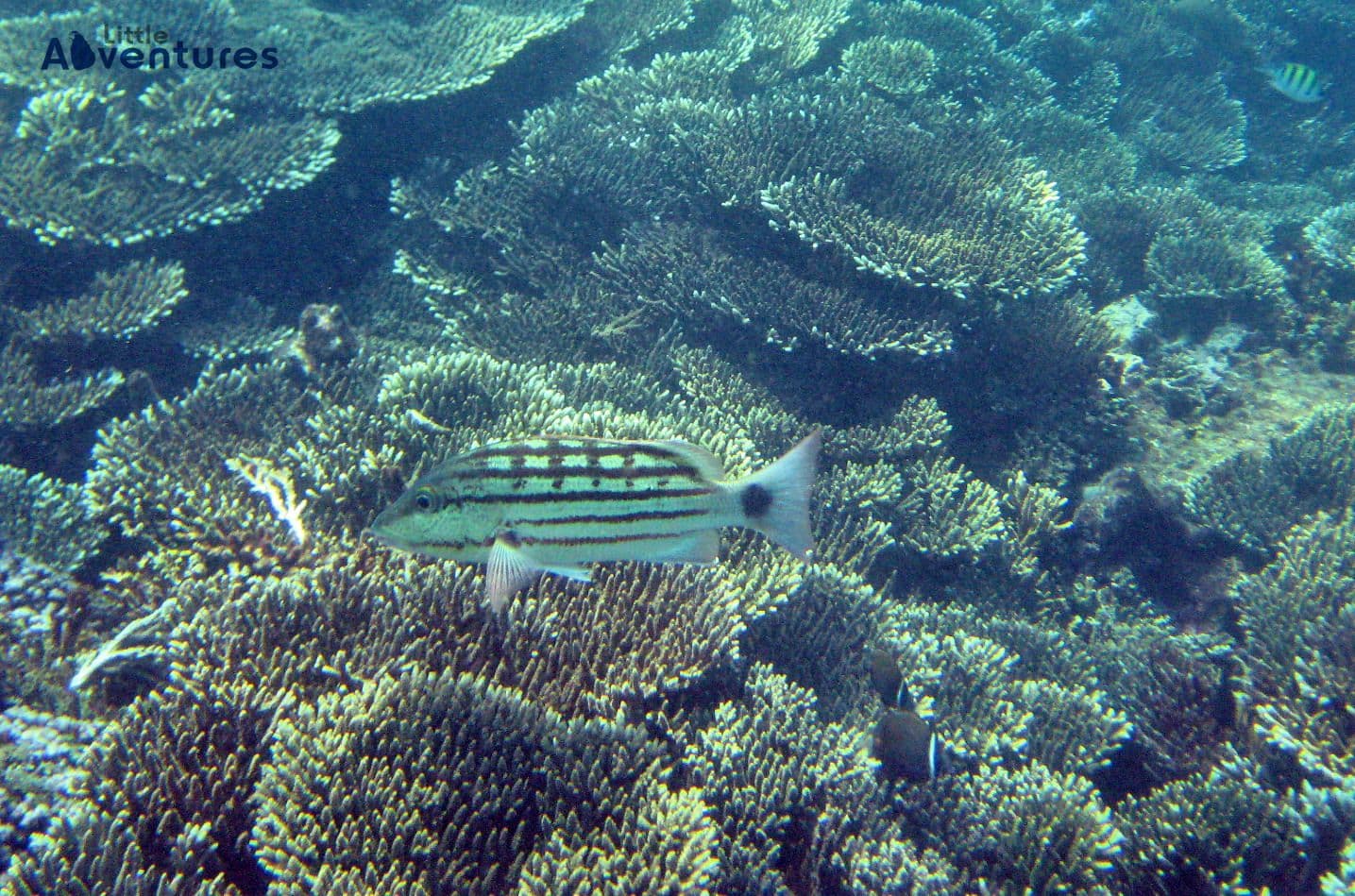 Beneath the Surface: Learn to Dive in Kalpitiya