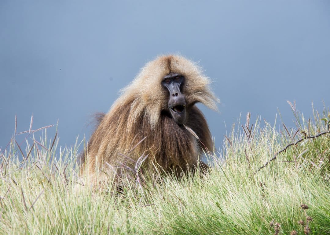4-Day Simien Mountains Trekking Adventure