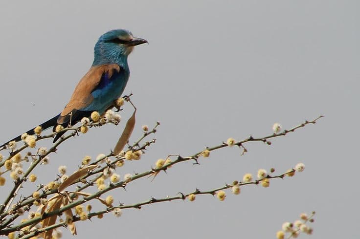 6-Day Ethiopia Birdwatching Safari from Addis Ababa
