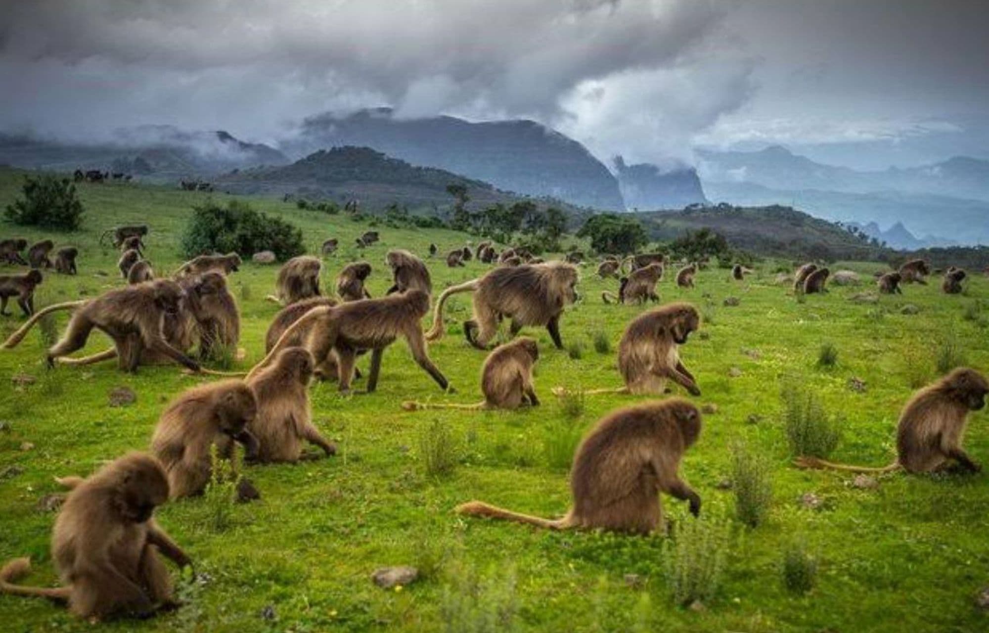 4 Days Simien Mountain Wildlife Safari