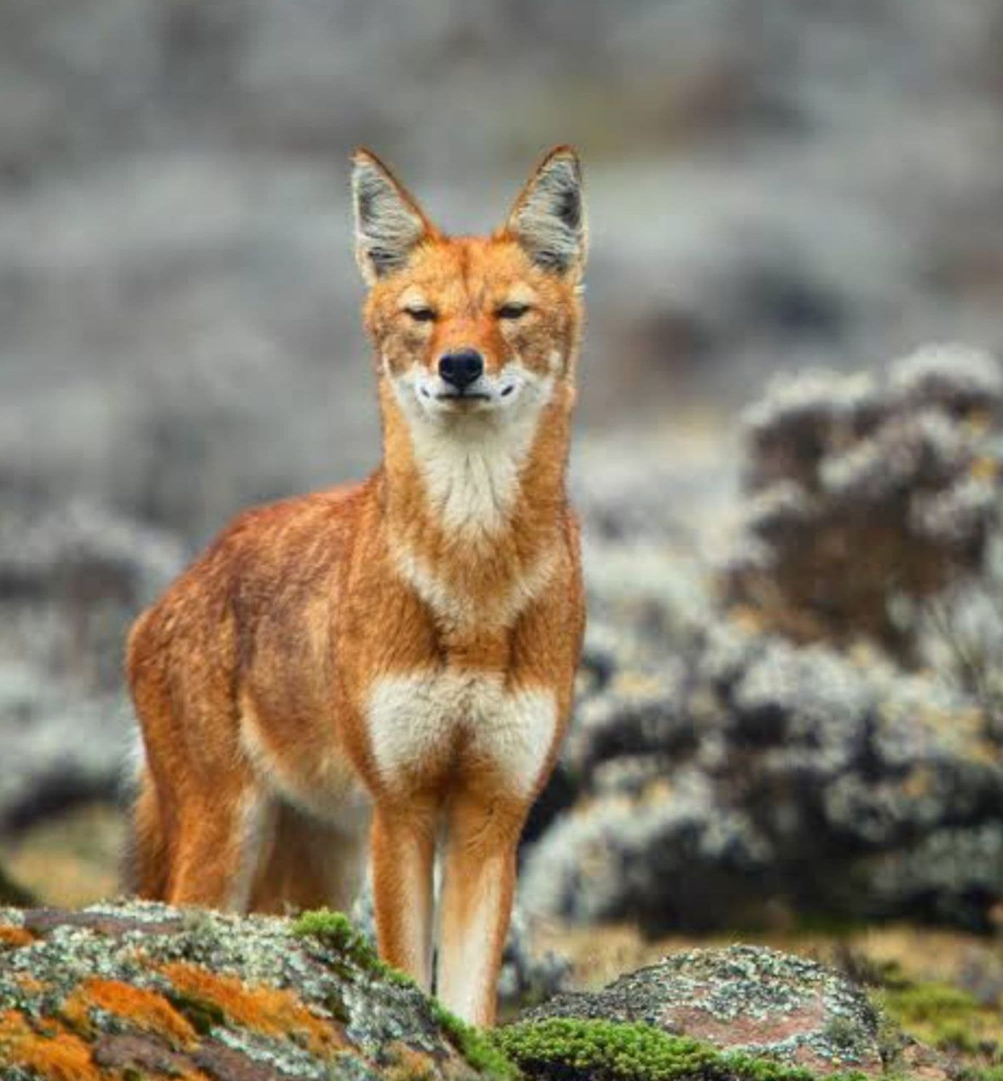 4-Day Bale Mountain Trekking and Wild Life Adventure